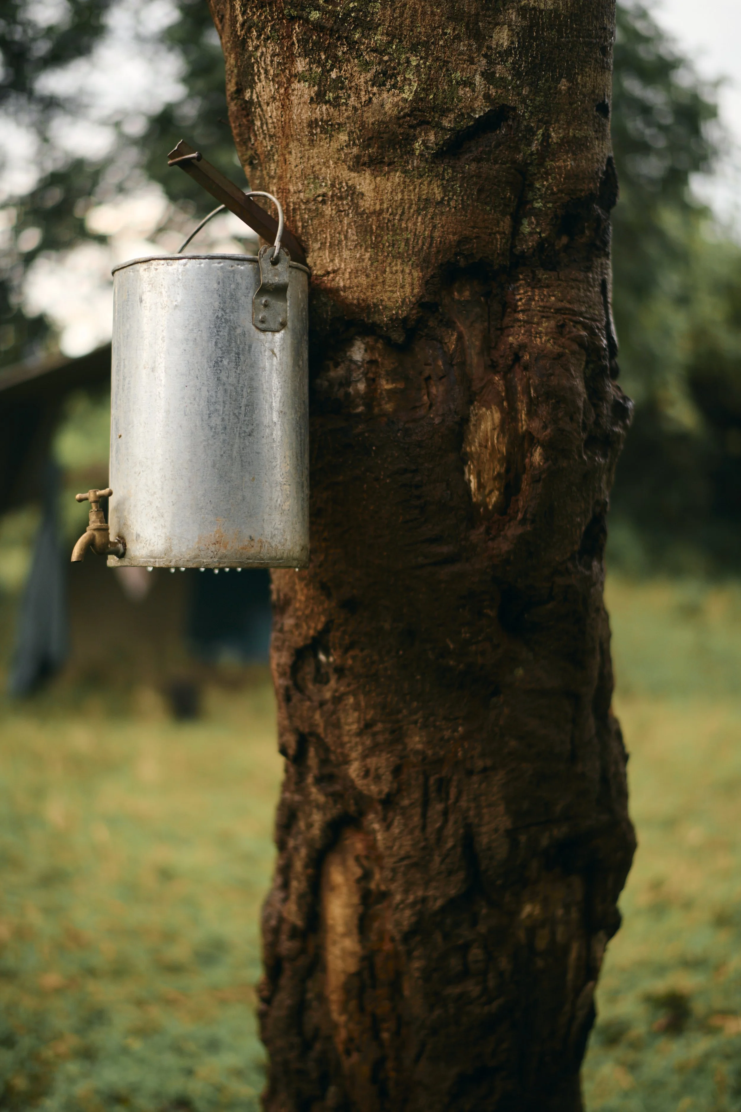 Africa_2025_Jungle_D850 176.jpg