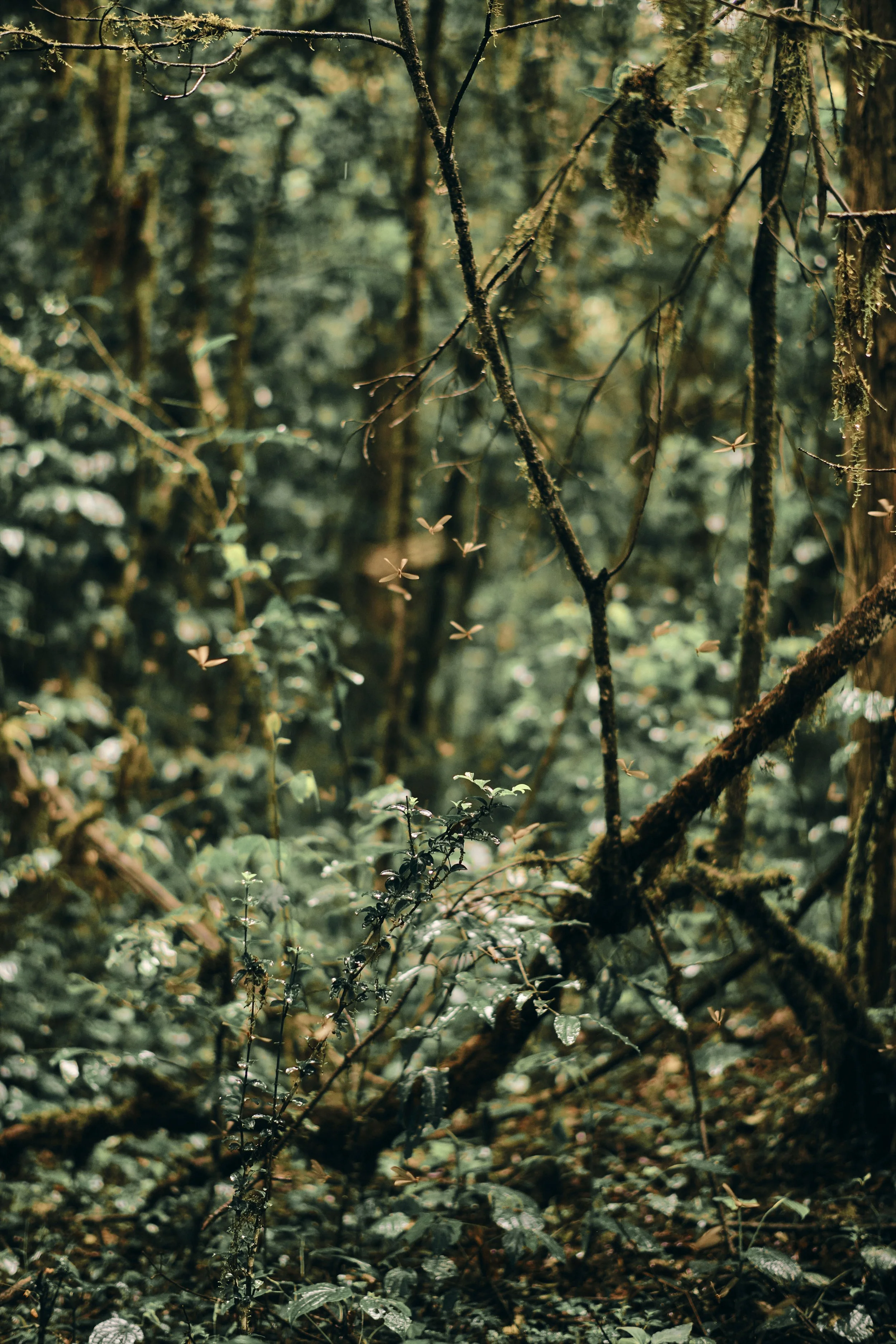 Africa_2025_Jungle_D850 1671.jpg