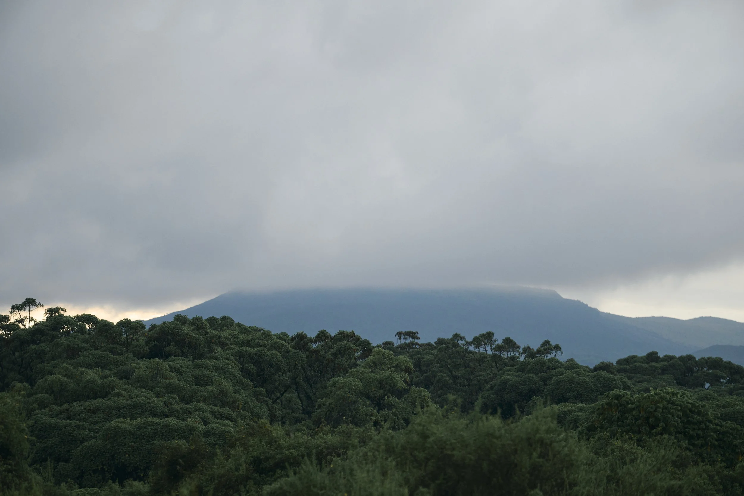 Africa_2025_Jungle_Z8_ 214.jpg