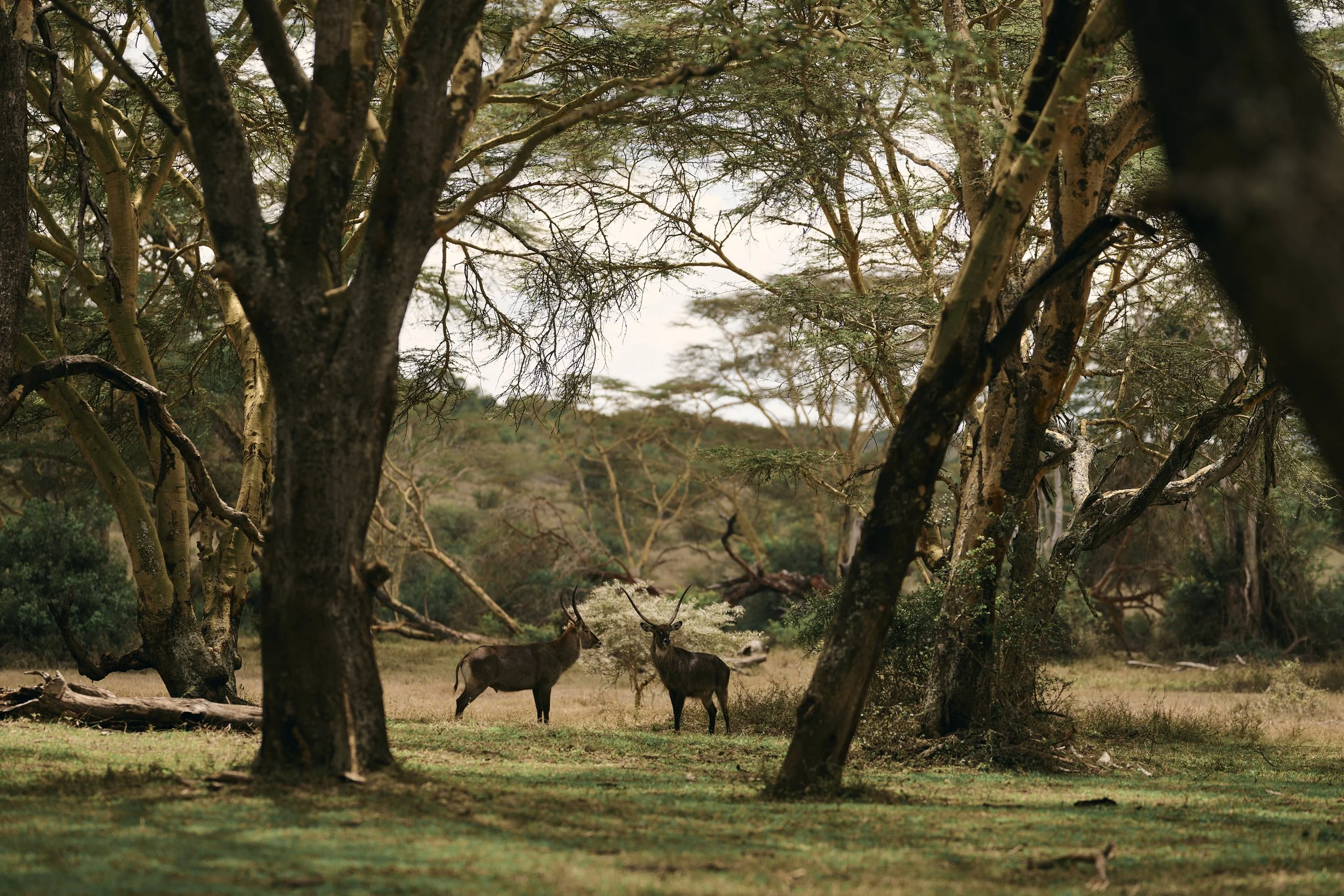 Africa_2025_Jungle_Z8_ 271.jpg