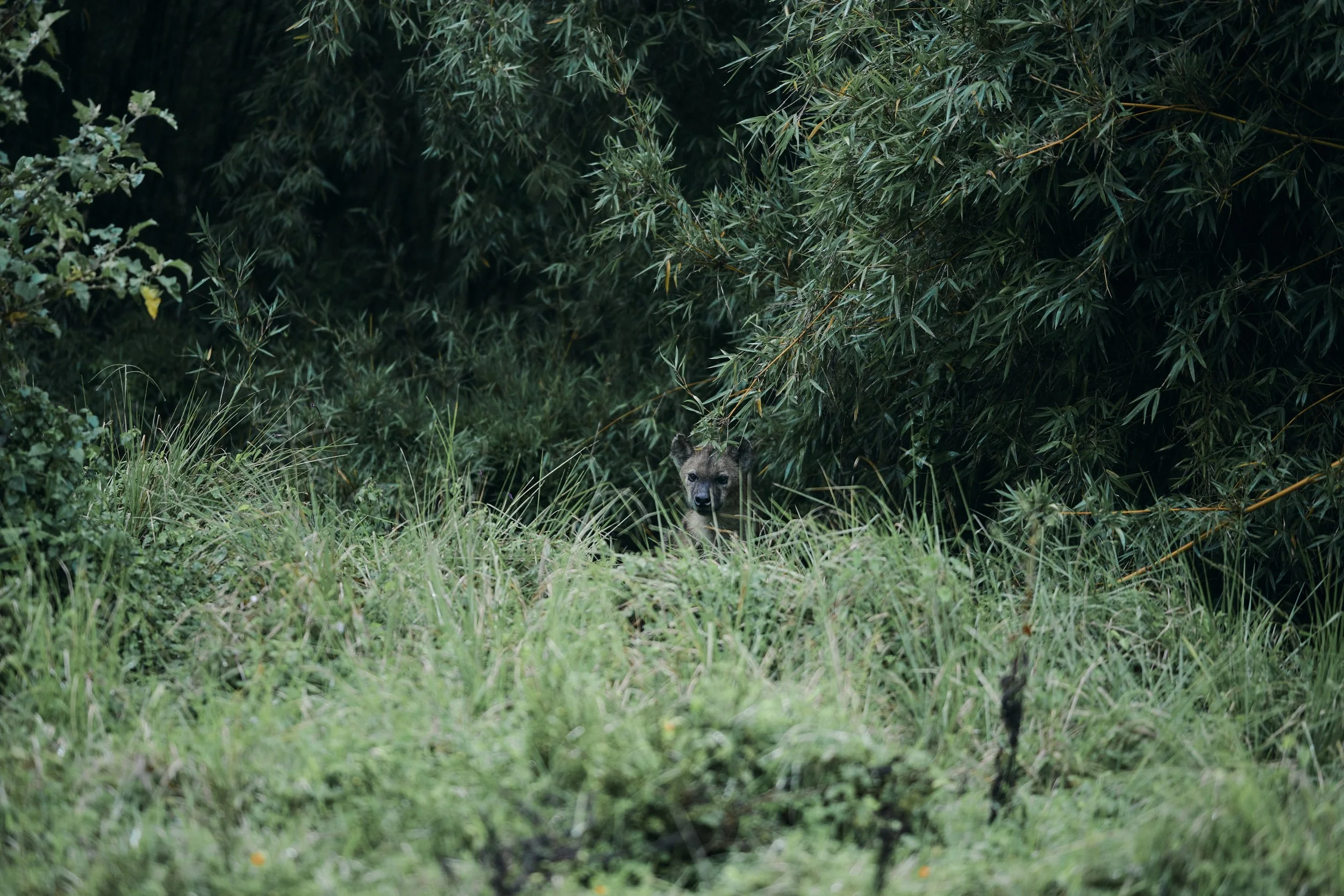 Africa_2025_Jungle_Z8_ 160.jpg