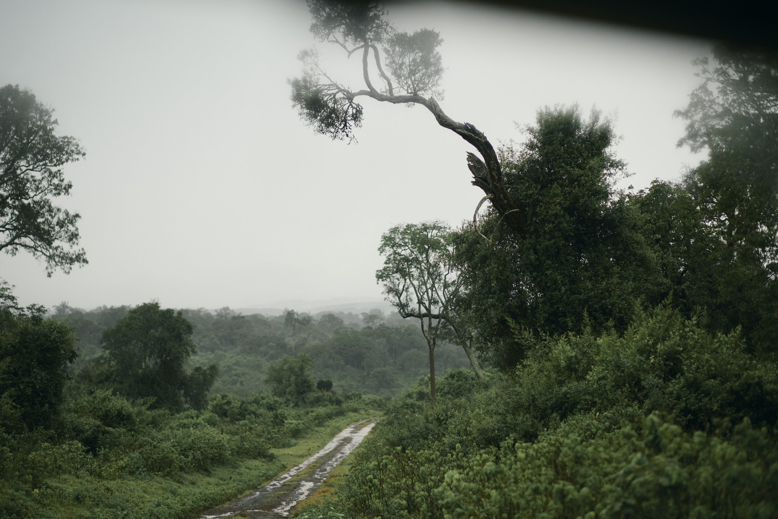 Africa_2025_Jungle_D850 17.jpg