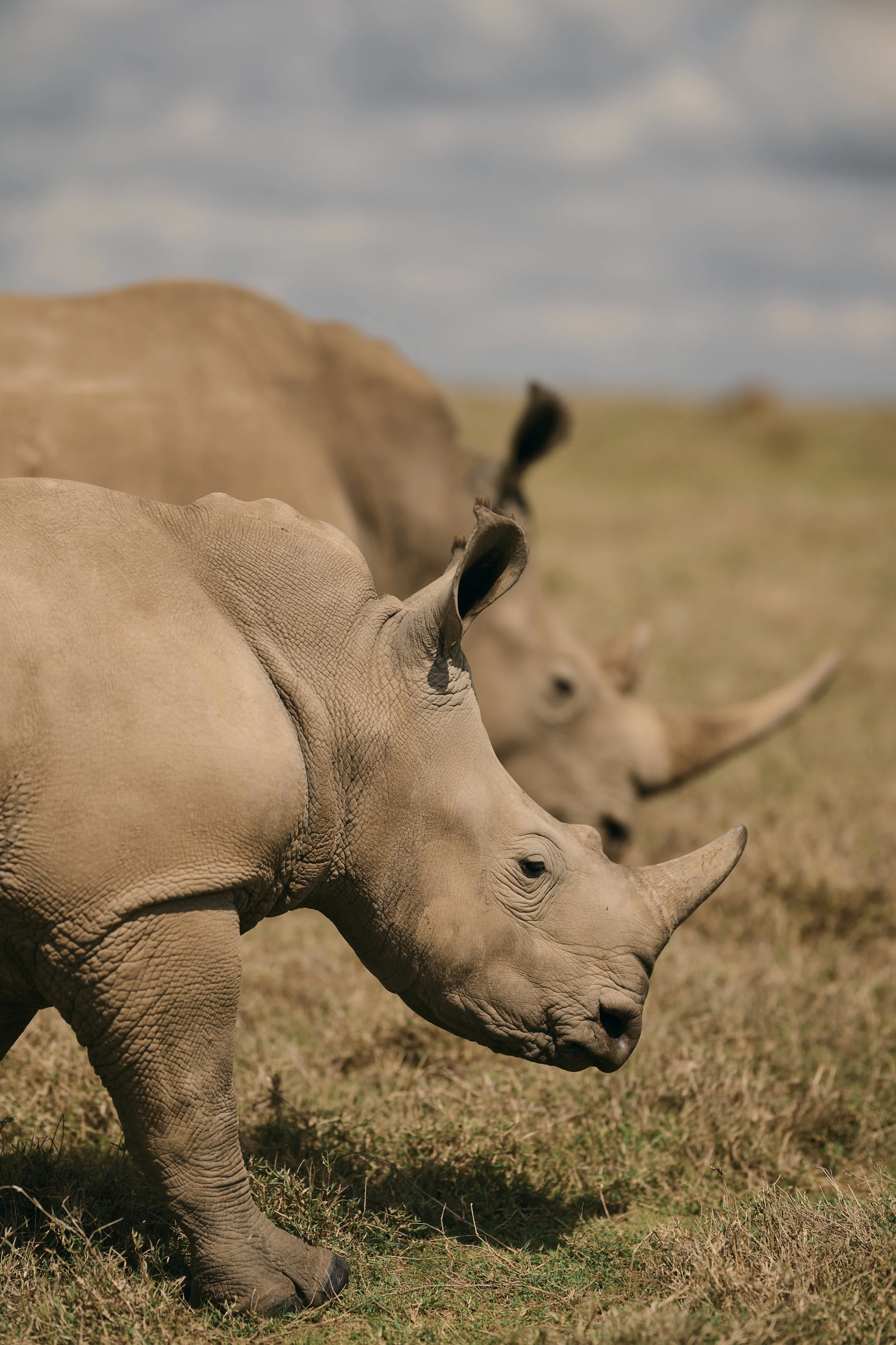 Africa_2025_Jungle_Z8_ 240.jpg