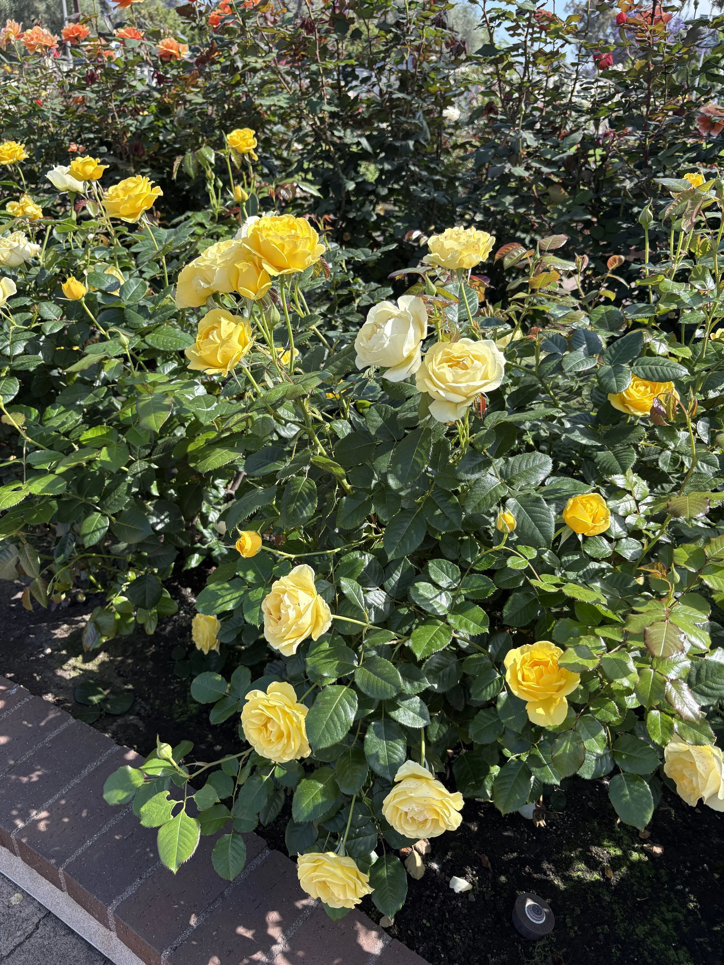 IMG_7367.jpeg