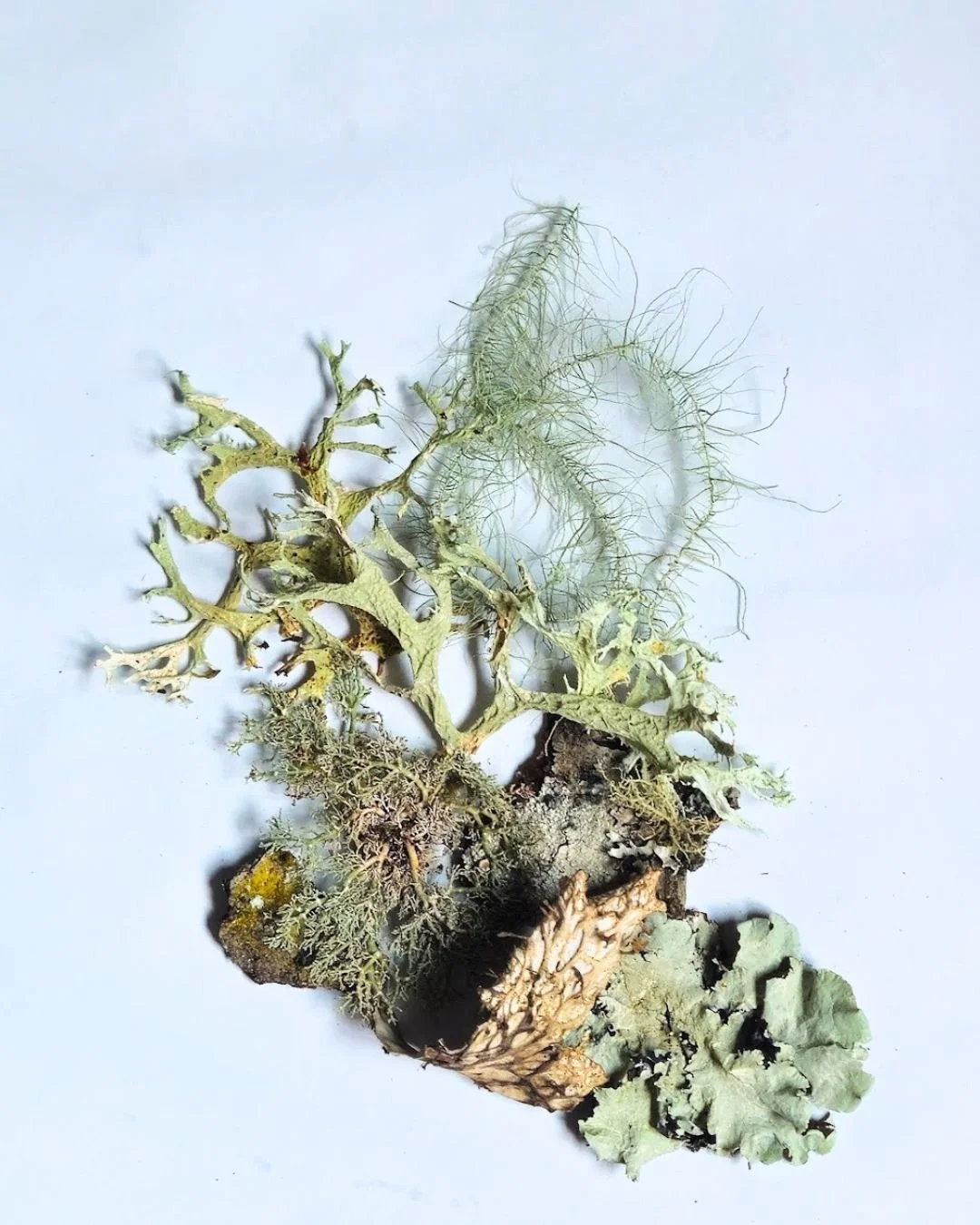 Lichen Portrait