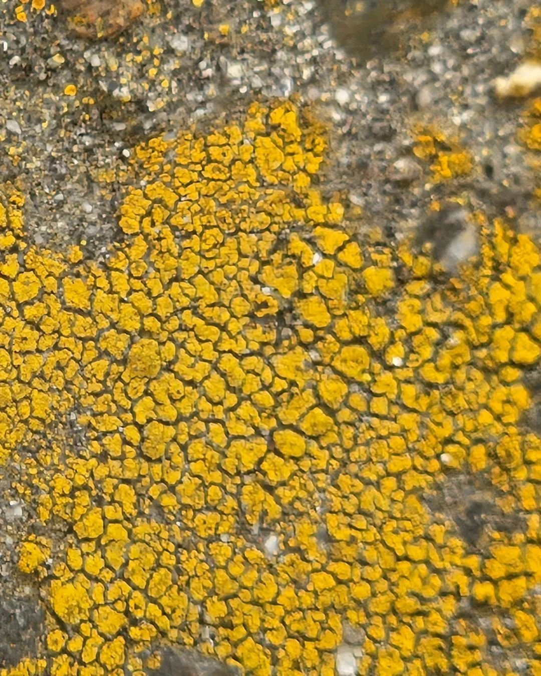 Lichen