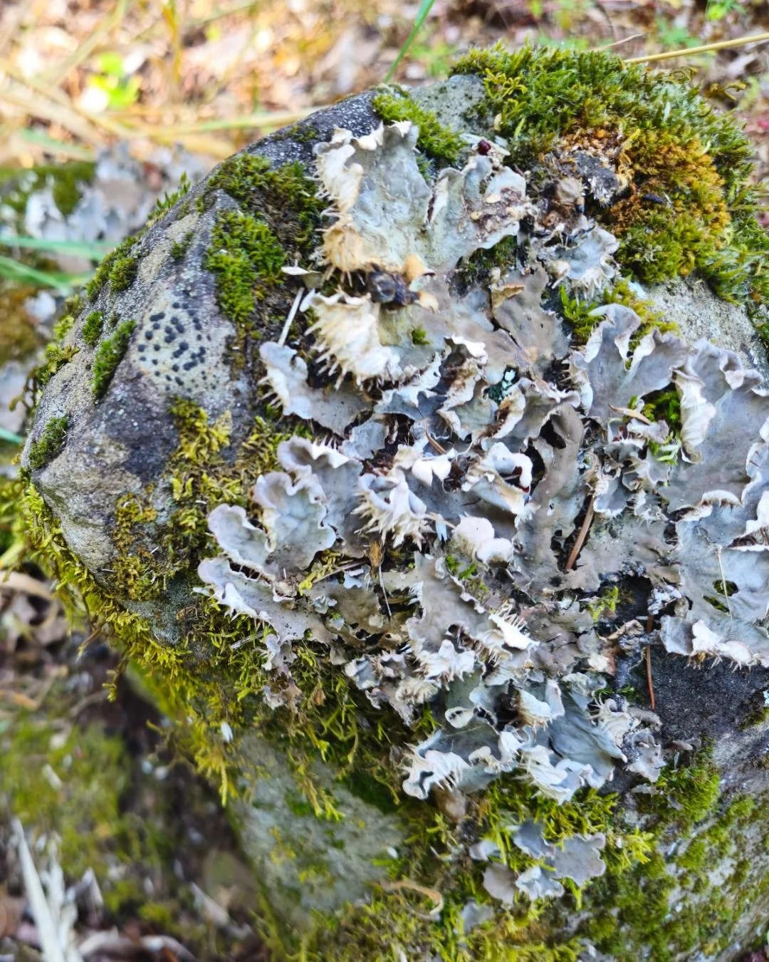 Peltigera canina