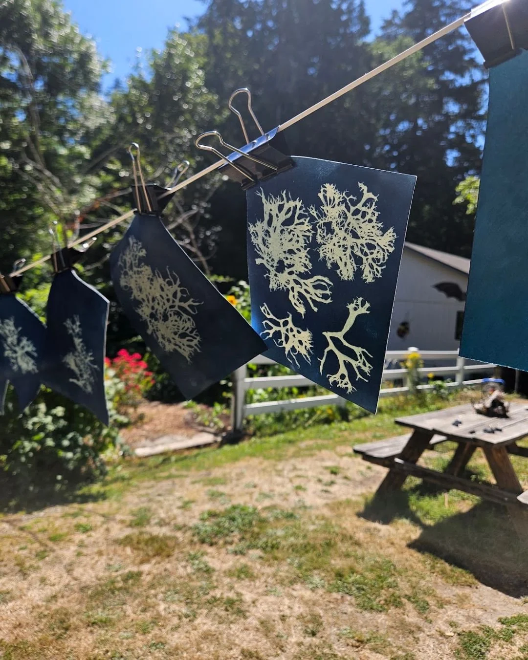 Drying cyanotypes