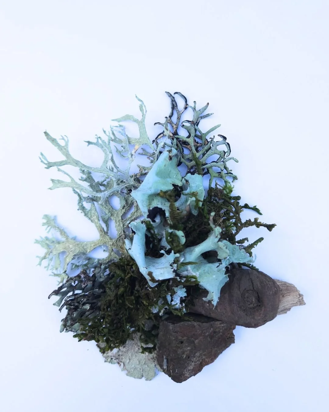 lichen arrangement
