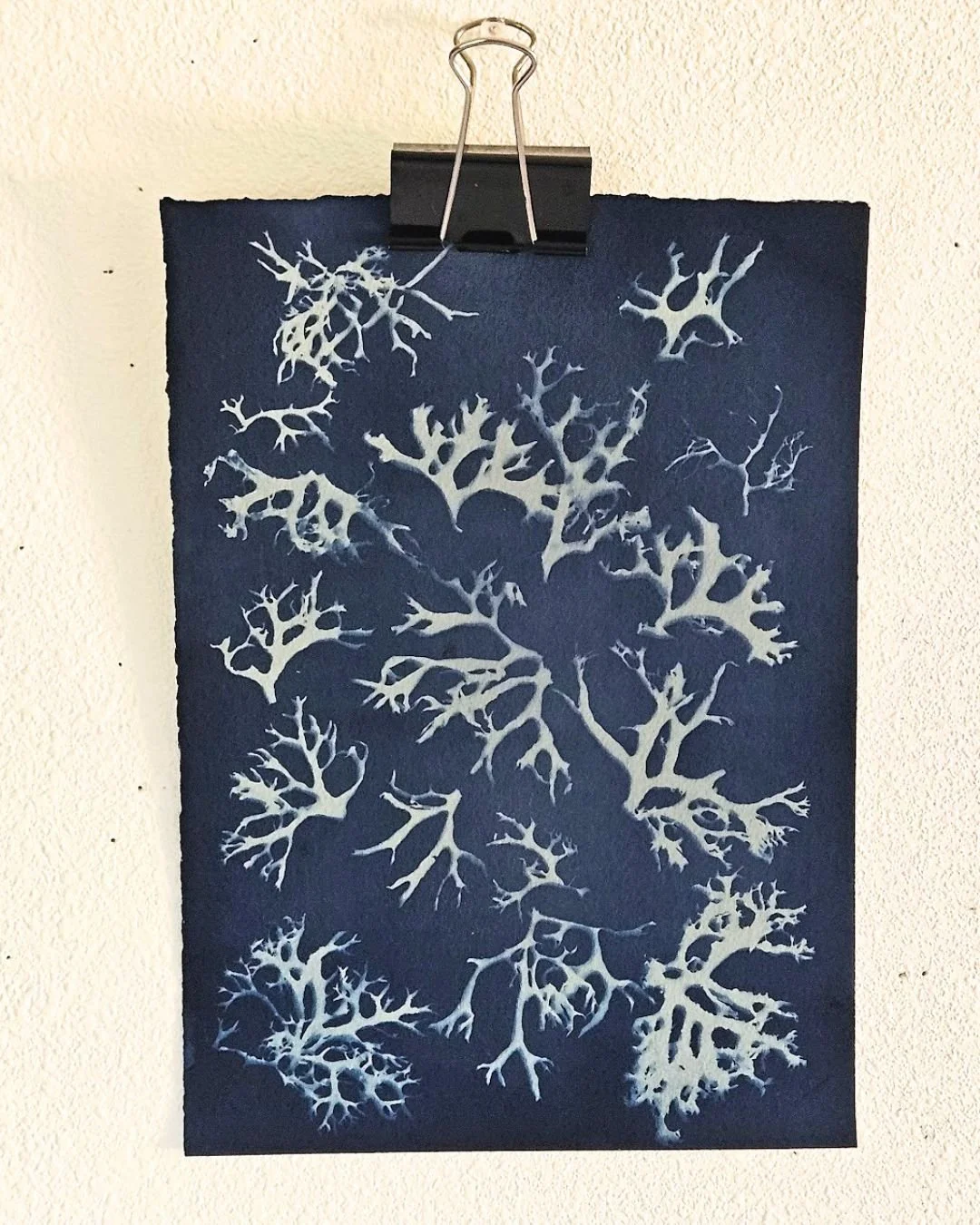 Oak Moss Cyanotype