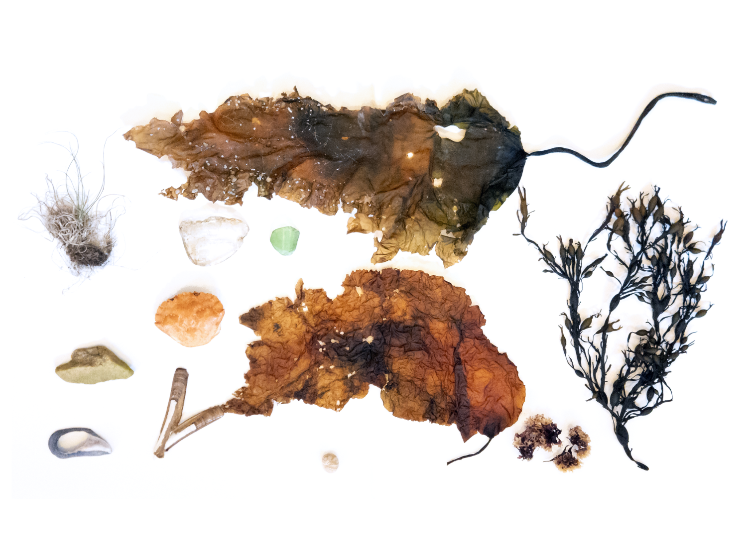 ME Foraged: Sea by Allison Belolan, flat lay arrangement of foraged natural specimens including dried leaves, seaweed, shells, and sea glass on white background