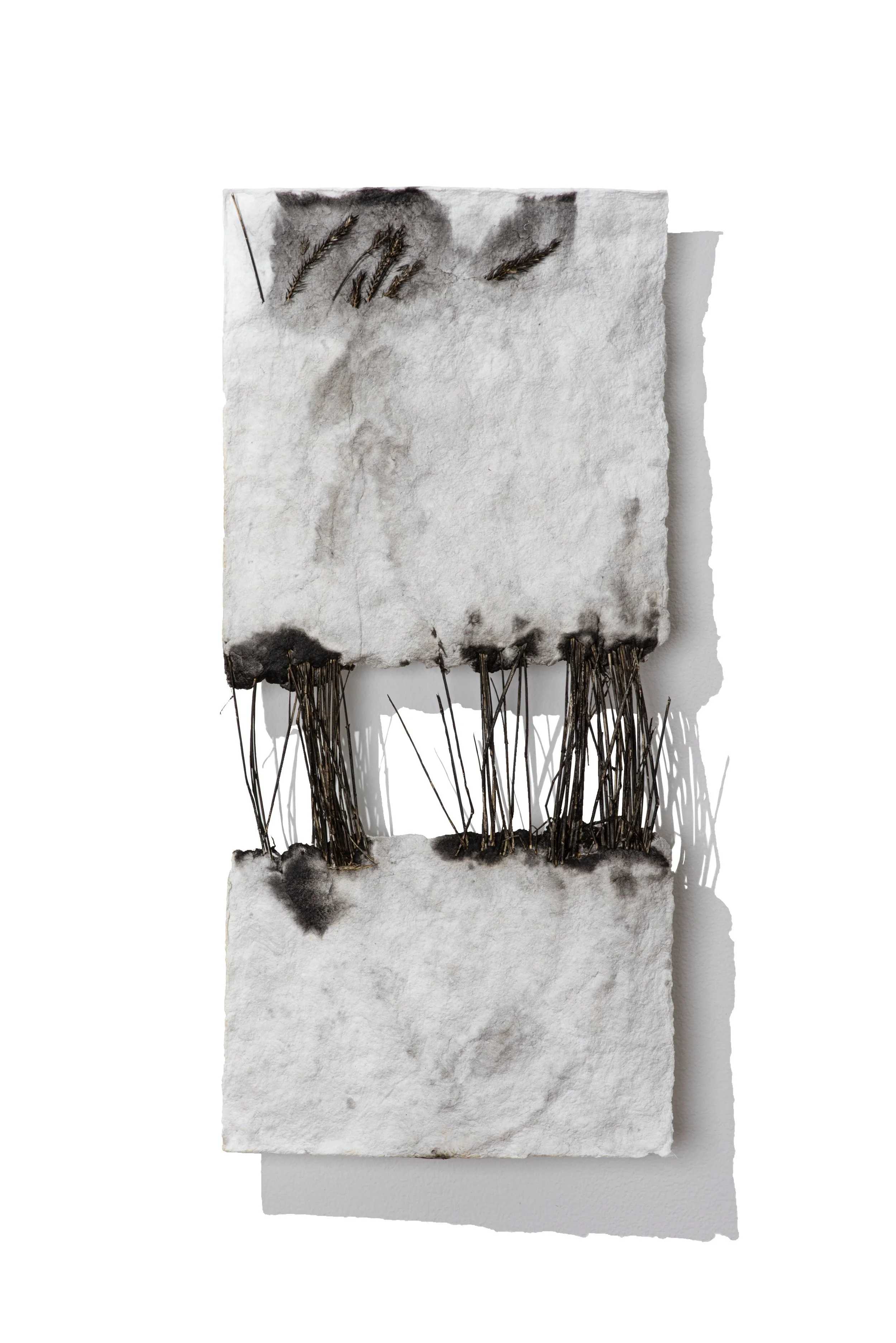 Hannah Vaughn, The Husk No. 2 [in section], cotton and linen pulp, wheat, ink, 9 x 22 x 0.5 inches, 2022, $240
