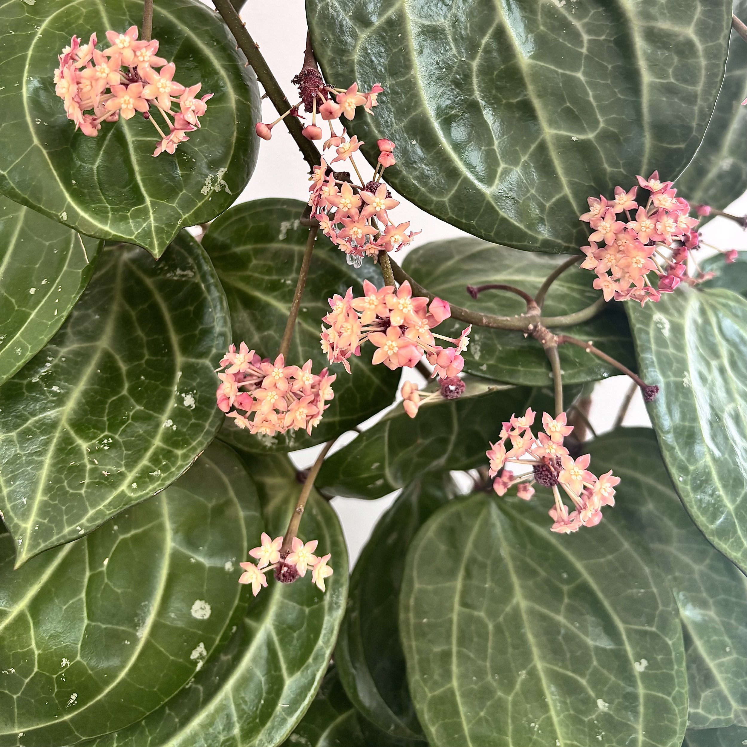 Sarawak Pink