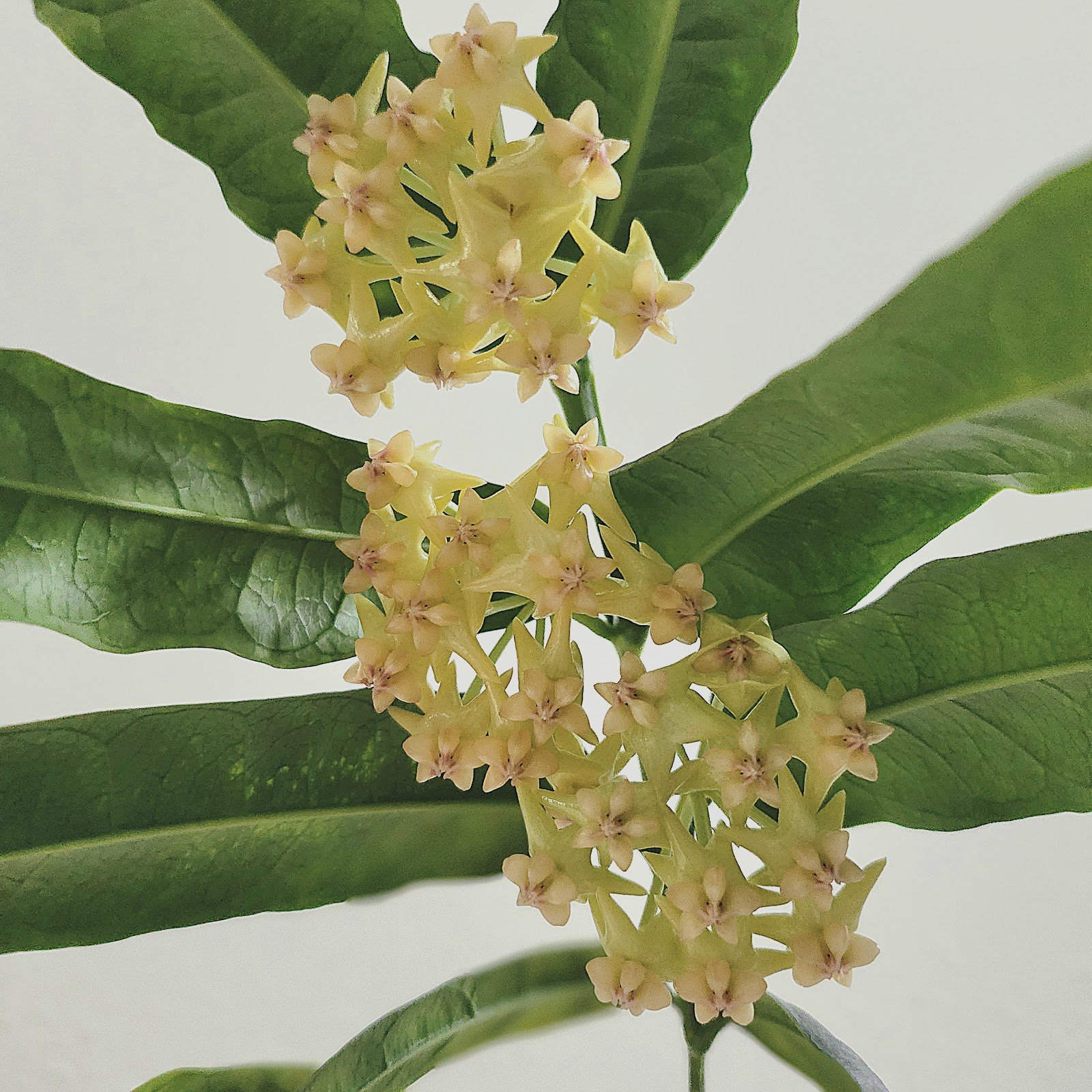 Platycaulis