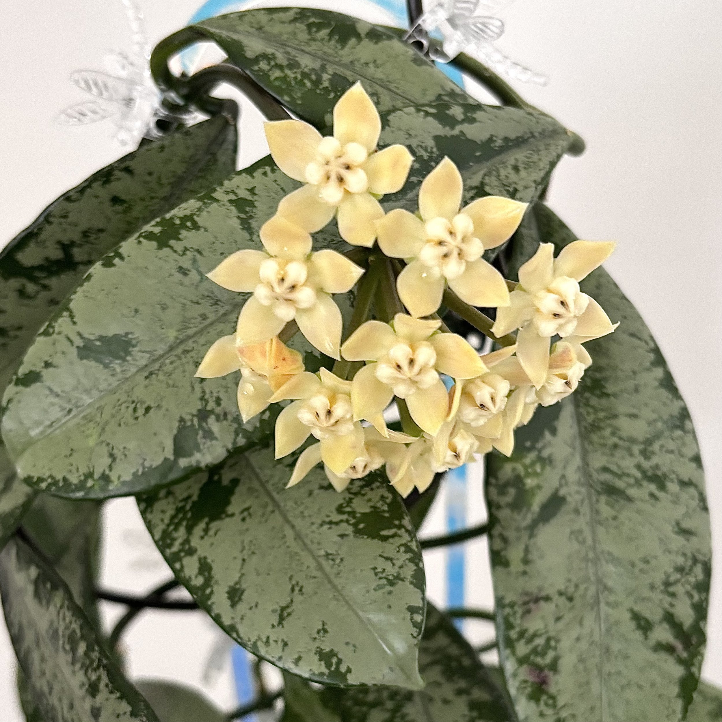 Griffithii Silver Splash Clone 1
