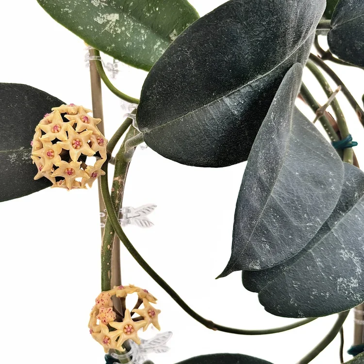 Hamiltoniorum