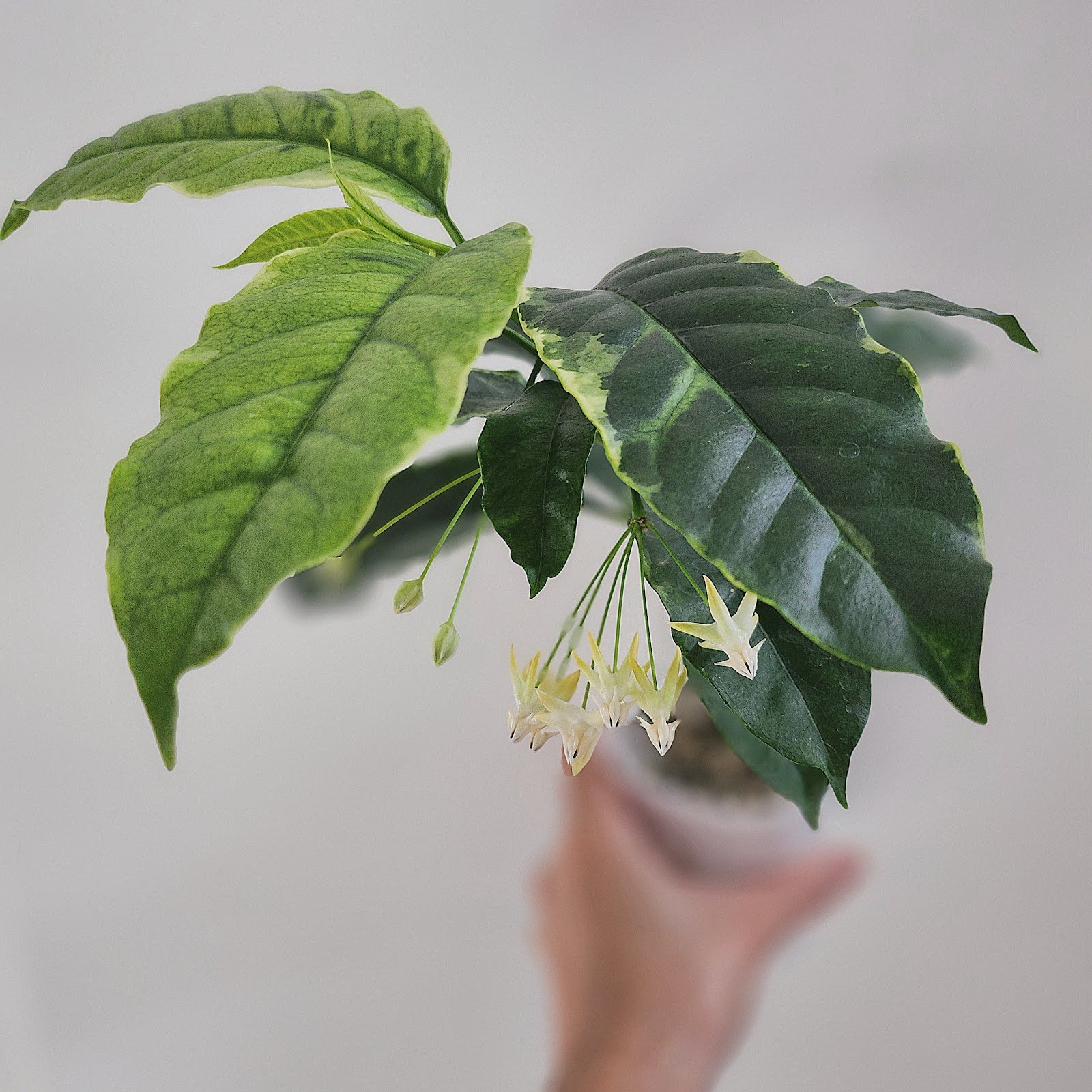 Multiflora Albo