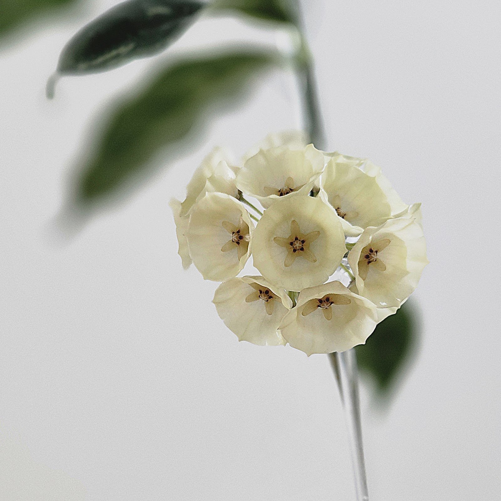 Campanulata Splash
