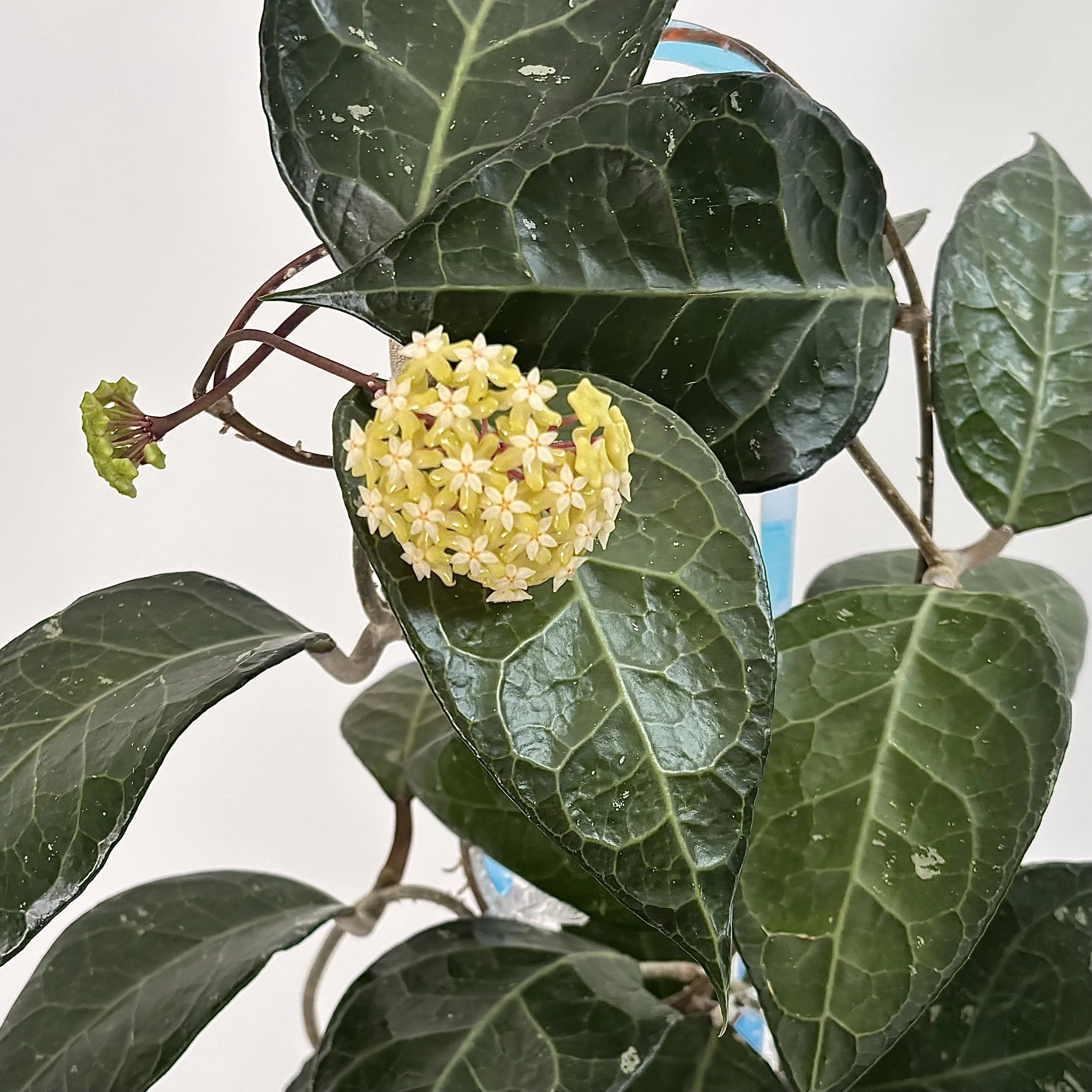 Verticillata sp. Lampung