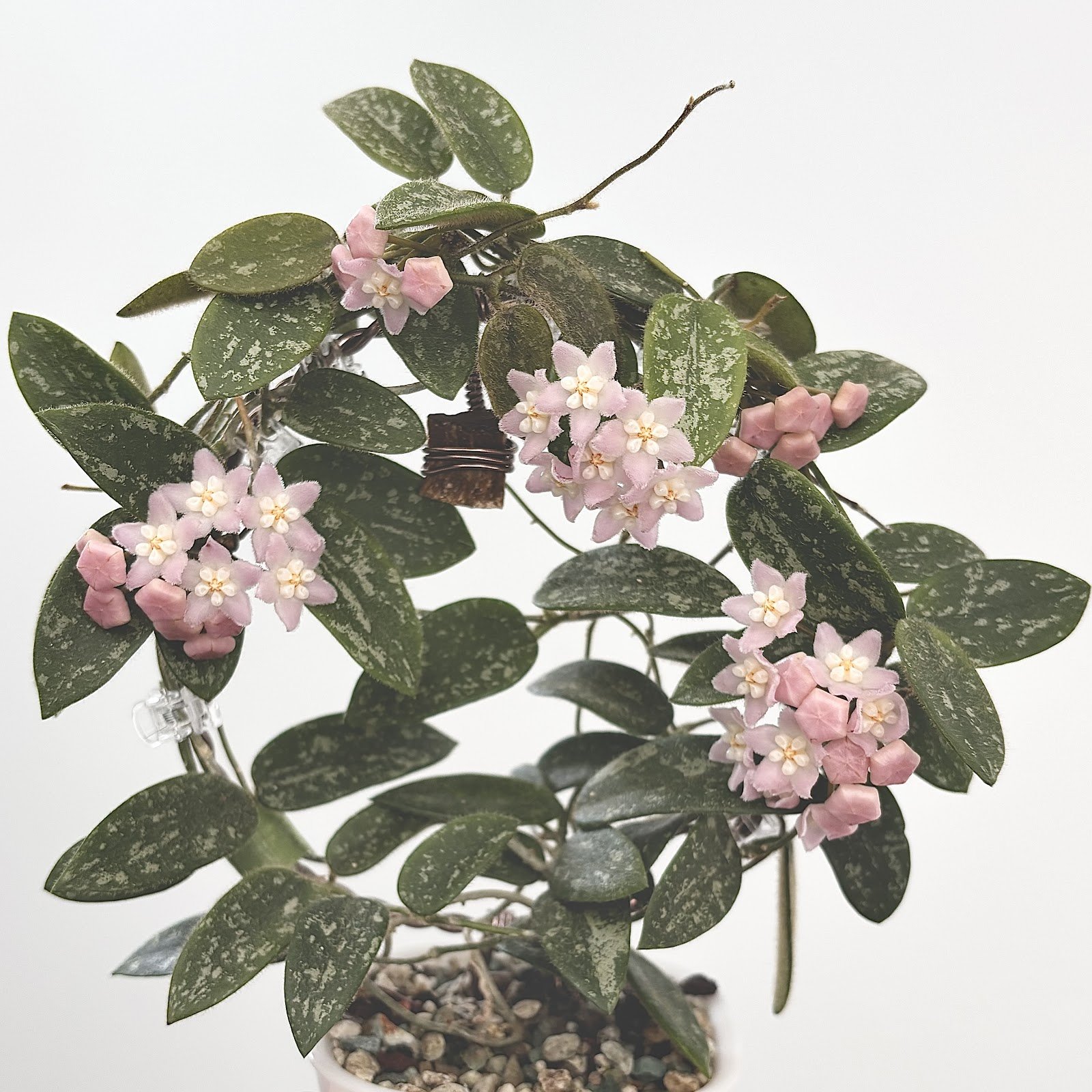 Thomsonii Splash Pink