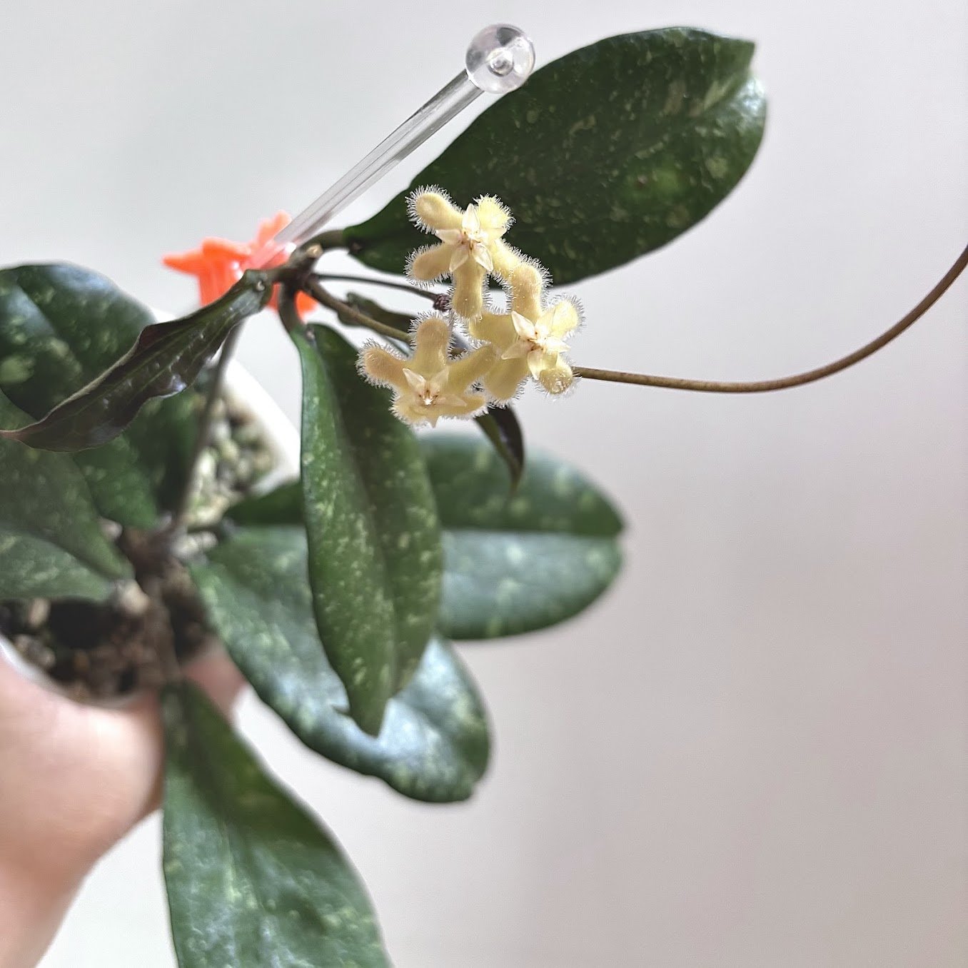 Erythrina Splash