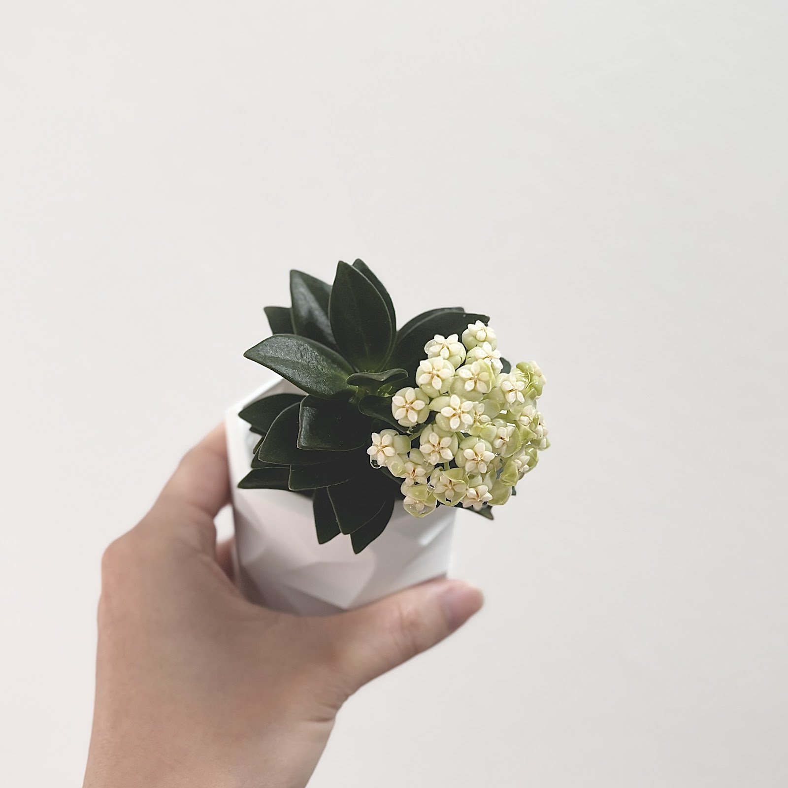 Pachyclada Snow Lotus