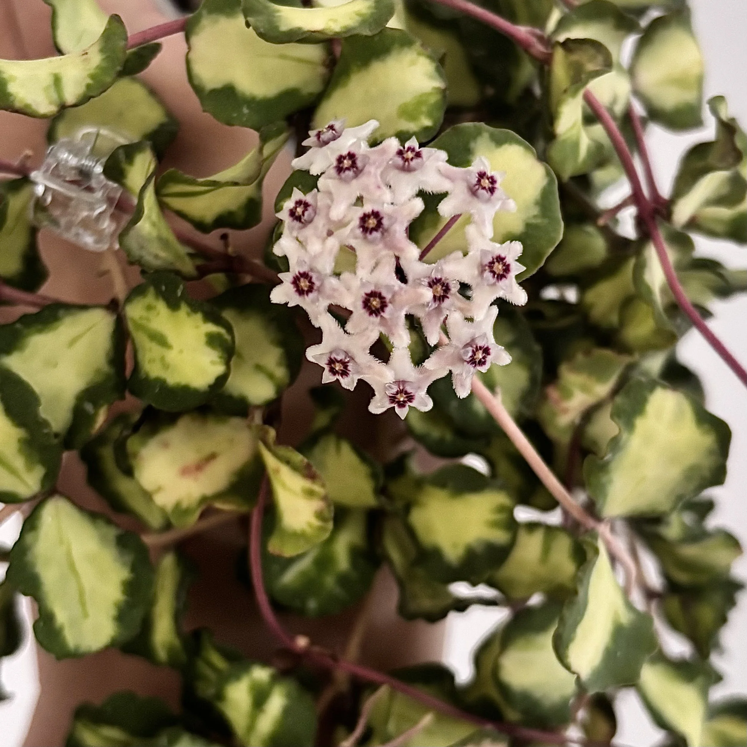 Kanyakumariana Variegated