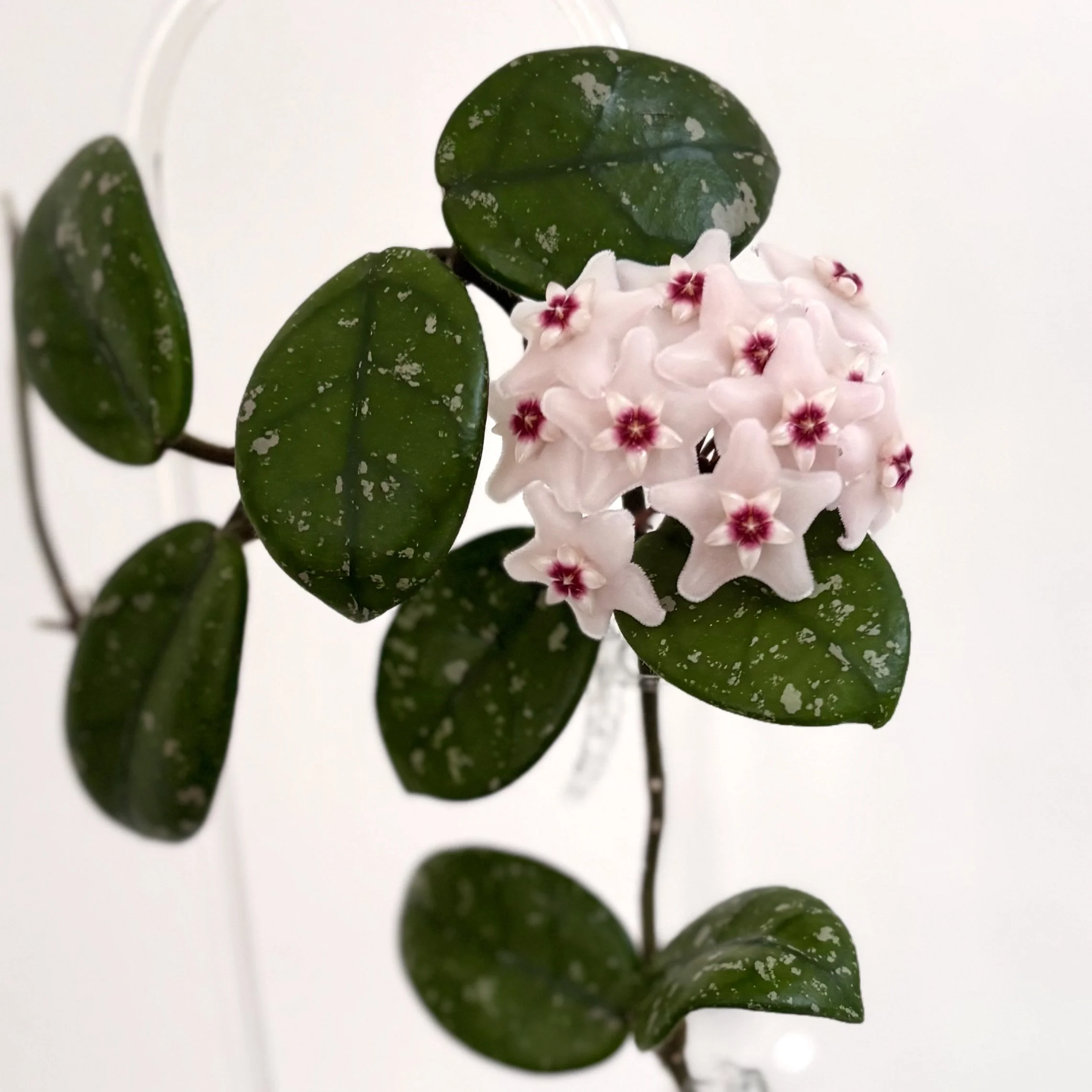 Ka Wai 03 (Edamame x Wilbur Graves)