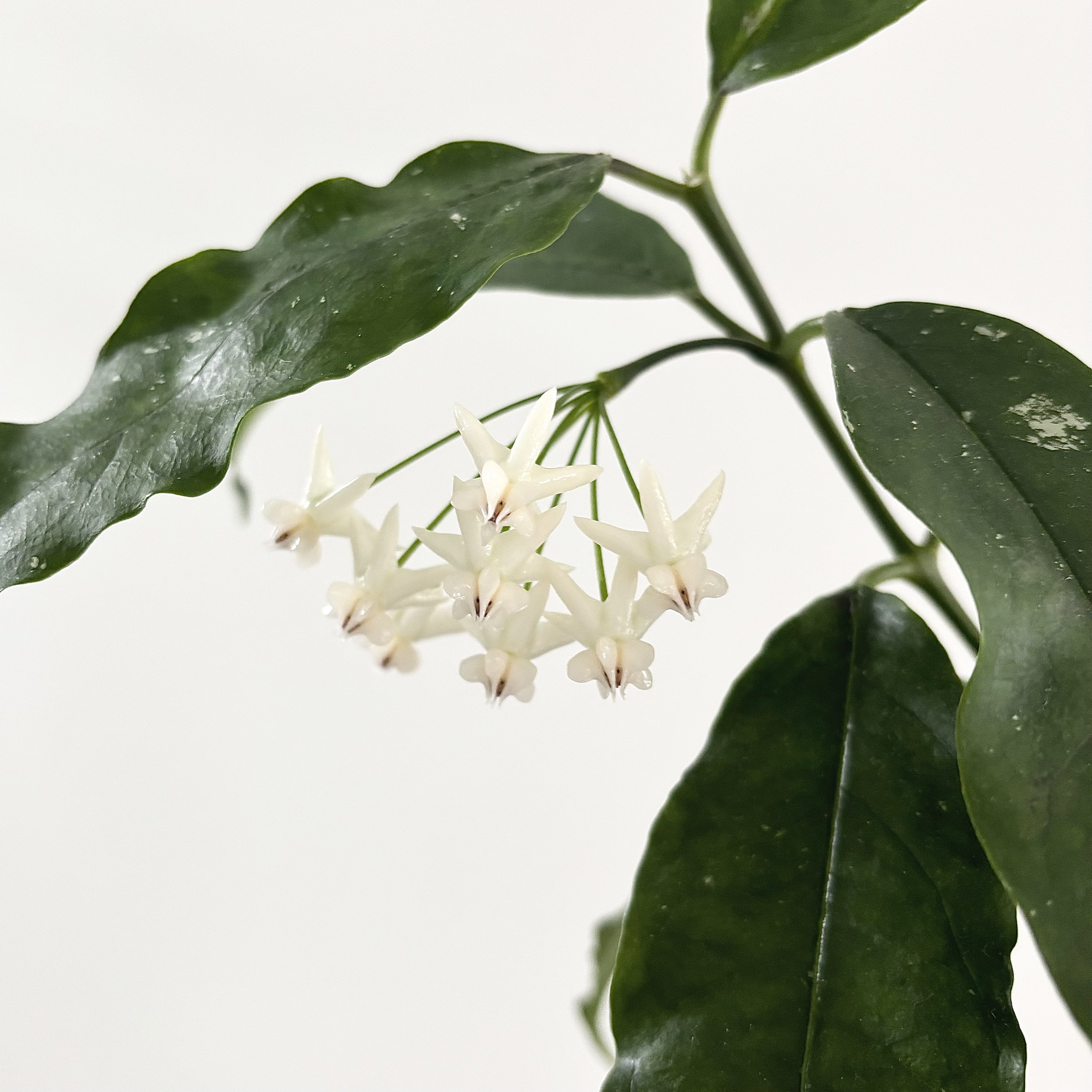 Lockii White