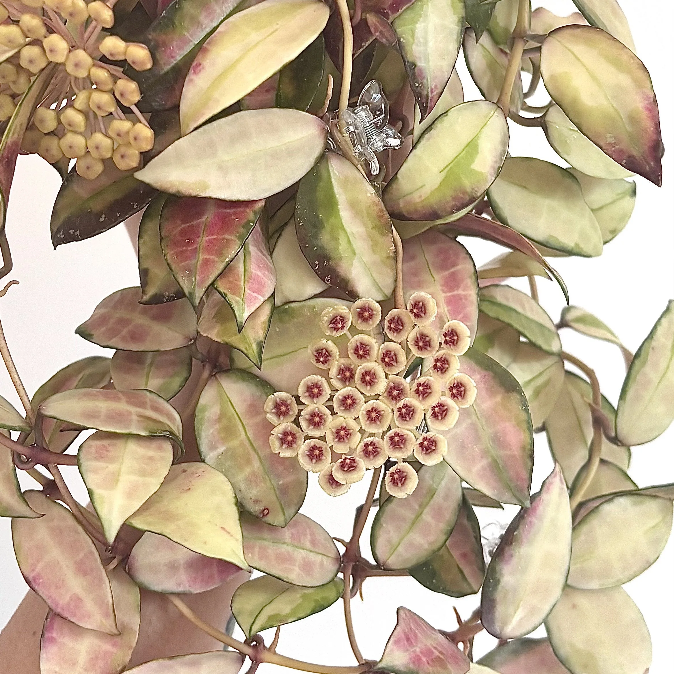 Walliniana Variegated 