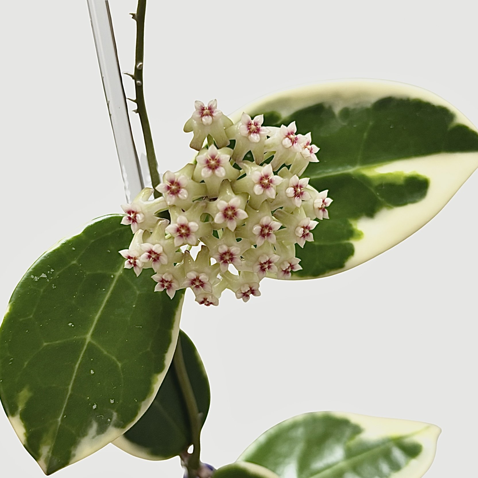 Verticillata Suet Jade Albo
