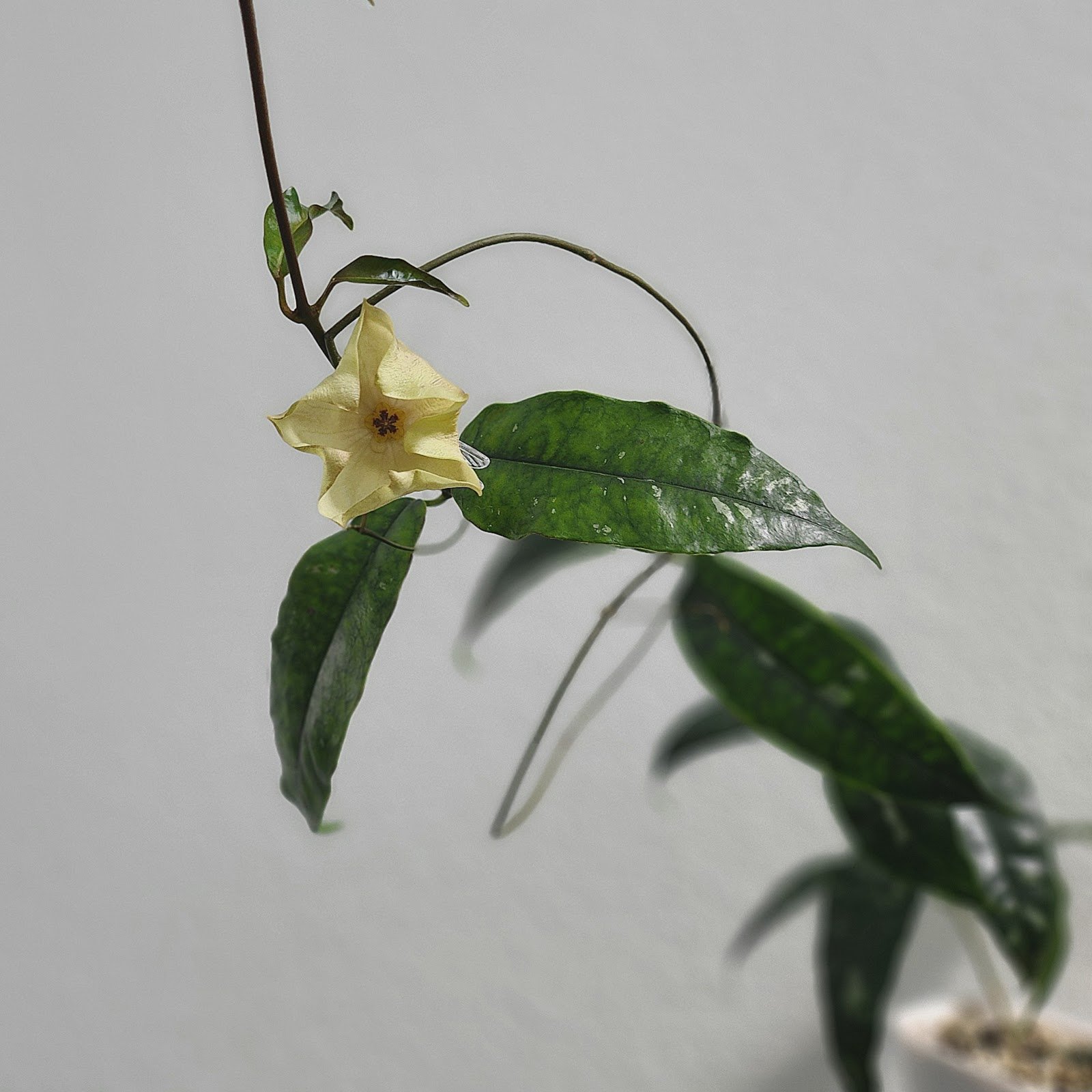 Mappigera Yellow Corona