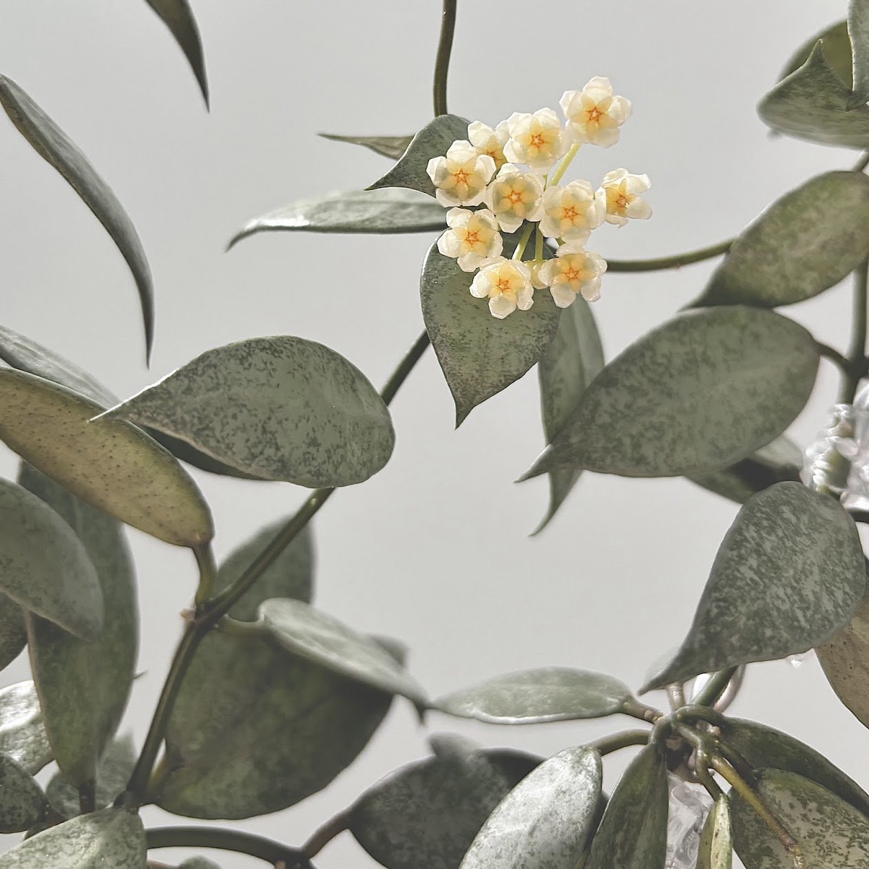 Lacunosa White Pearl