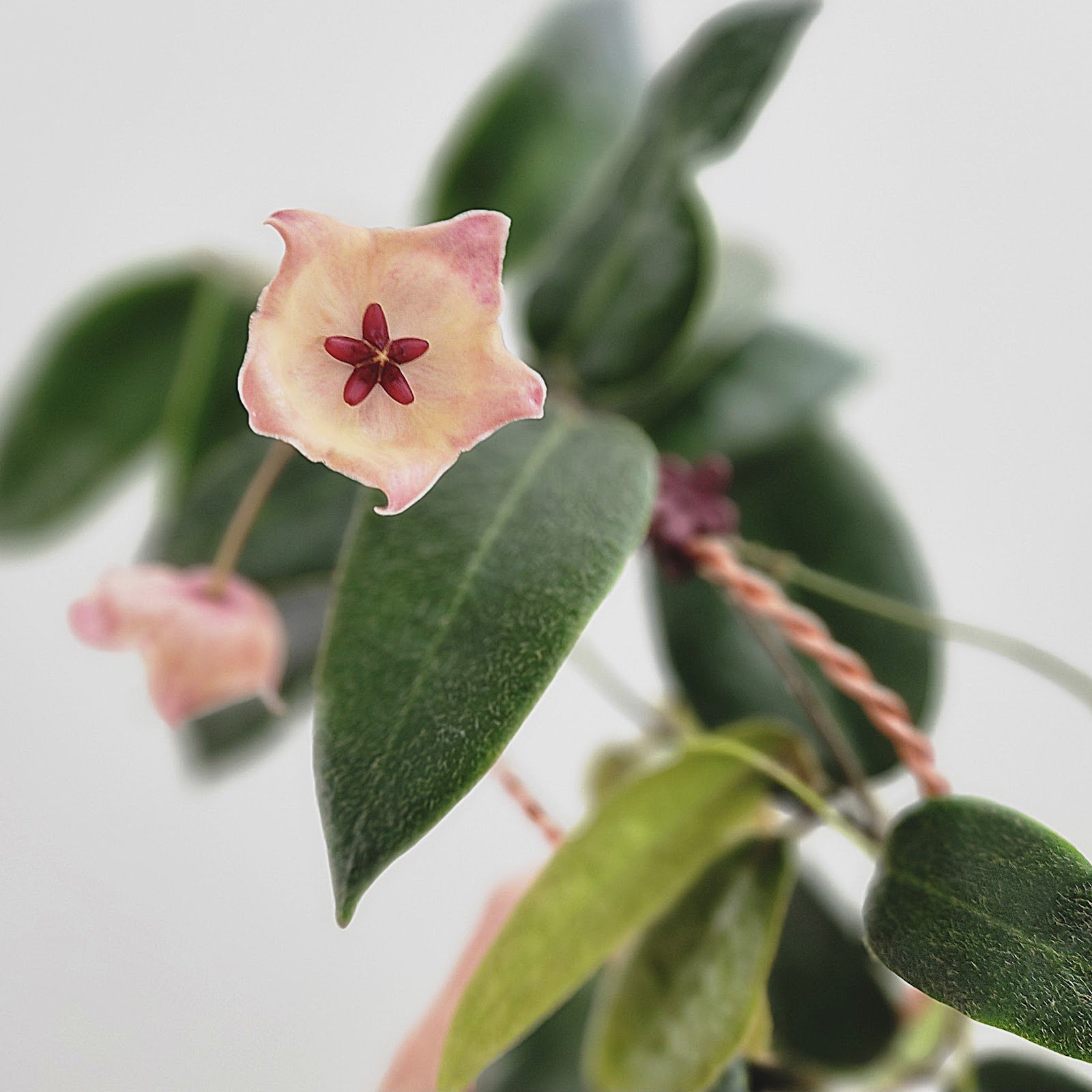 Patella Pink