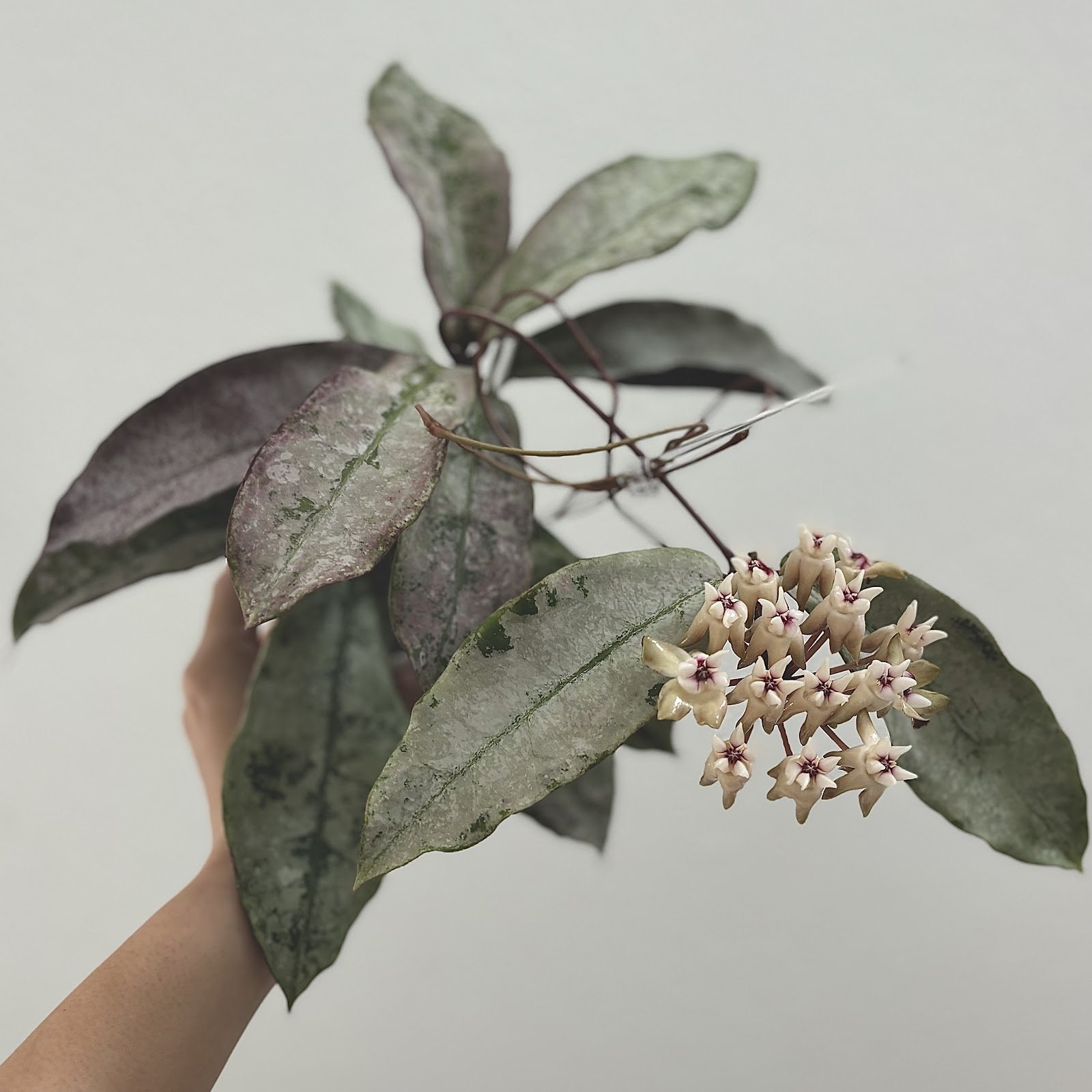 sp. Mitrata Silver