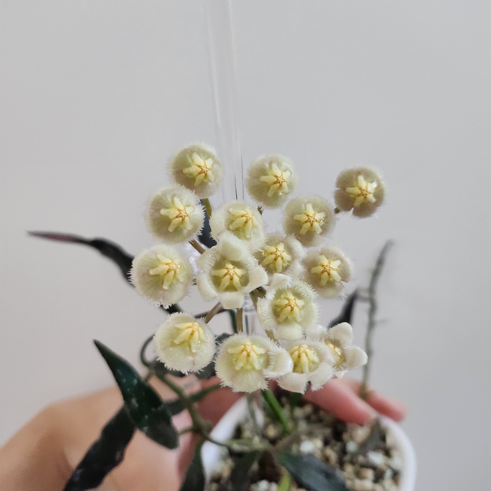 Mirabilis