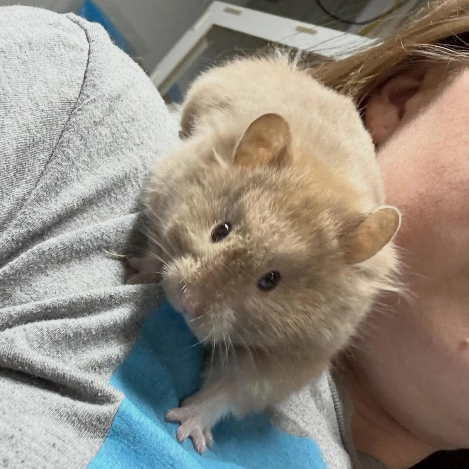 Unlike me, Madeleine doesn&rsquo;t have a bad angle.  She&rsquo;s such a gorgeous little fluff.

🏷️ #fairygardenhamsters #hamsterbreeder #syrianhamster #pittsburgh #pennsylvania