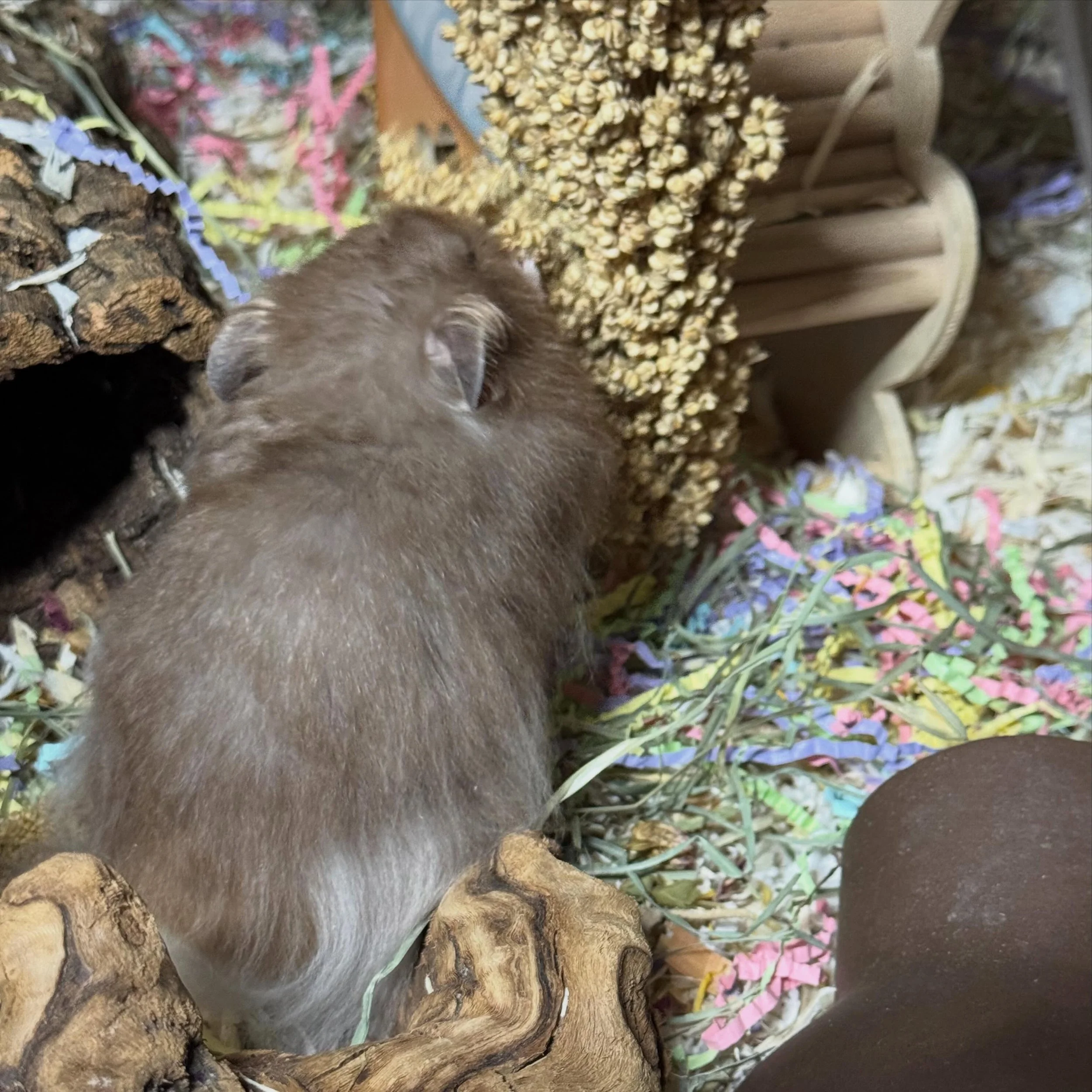 What&rsquo;s your favorite hammy related emoji? This is mine - 💸 - for how my money just disappears LOL

🏷️ #fairygardenhamsters #hamsterbreeder #syrianhamster #pittsburgh #pennsylvania