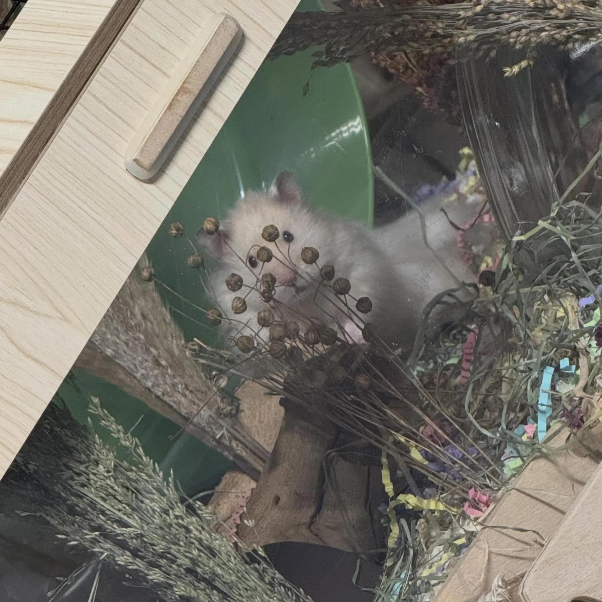 Like father like son.  Sesshomaru is more obvious when he creeps on me&hellip; apparently Asta peeps from behind cover 🤣

🏷️ #fairygardenhamsters #hamsterbreeder #syrianhamster #pittsburgh #pennsylvania