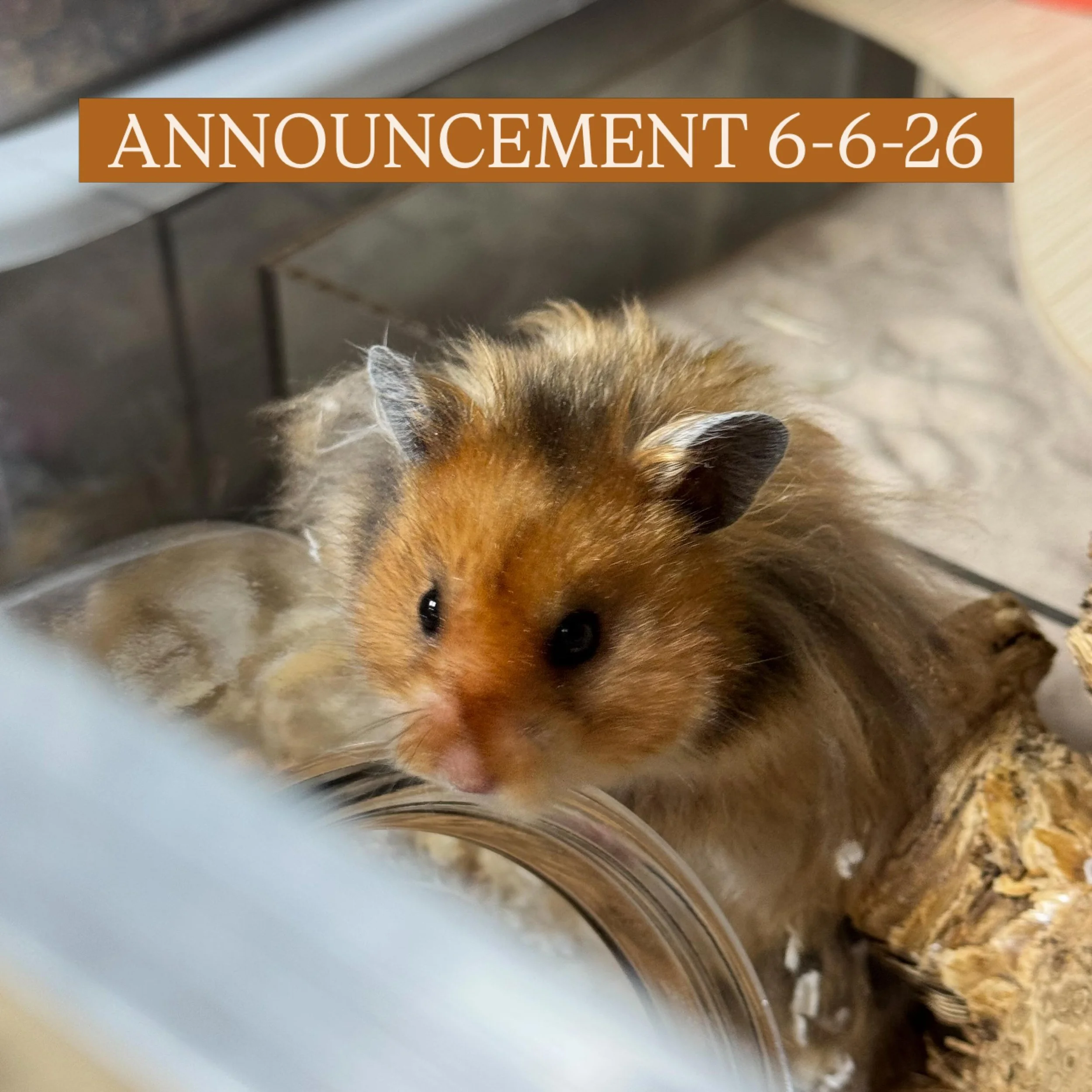 I&rsquo;m making the following changes to my hamstery for 2027:

- Implementing a one time quiz that you must pass before you can access the application (this is LIVE on my website now)
- Charging a non-refundable $25 deposit/quiz access fee
- Return