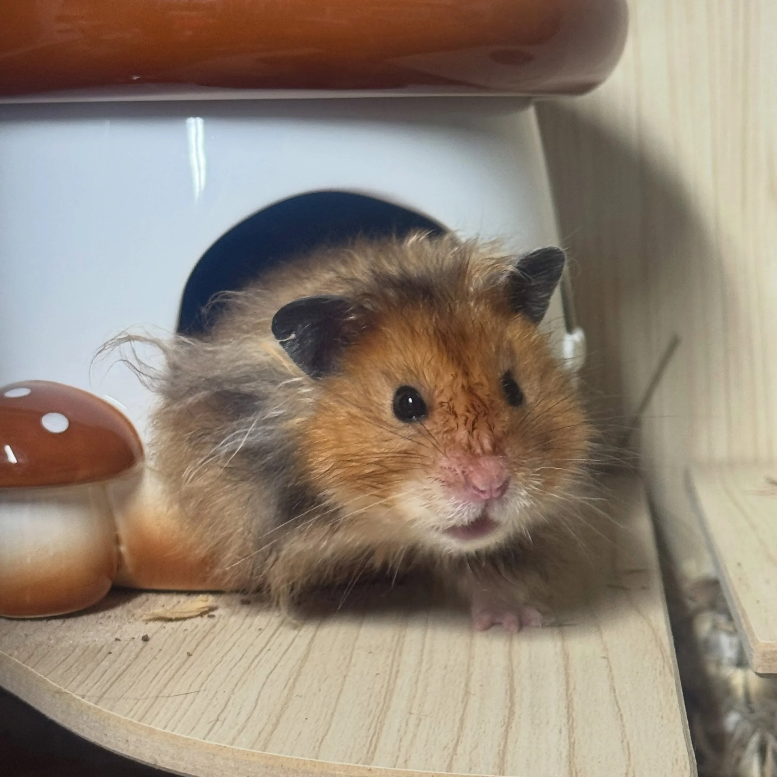 Looks like Jack had an off encounter with his water bottle 🤣

I&rsquo;ve been doing a lot of thinking and it was probably overzealous of me to aim for 4-5 litters next year, so I&rsquo;m planning for 3 instead.  Part of ethical breeding involves bre