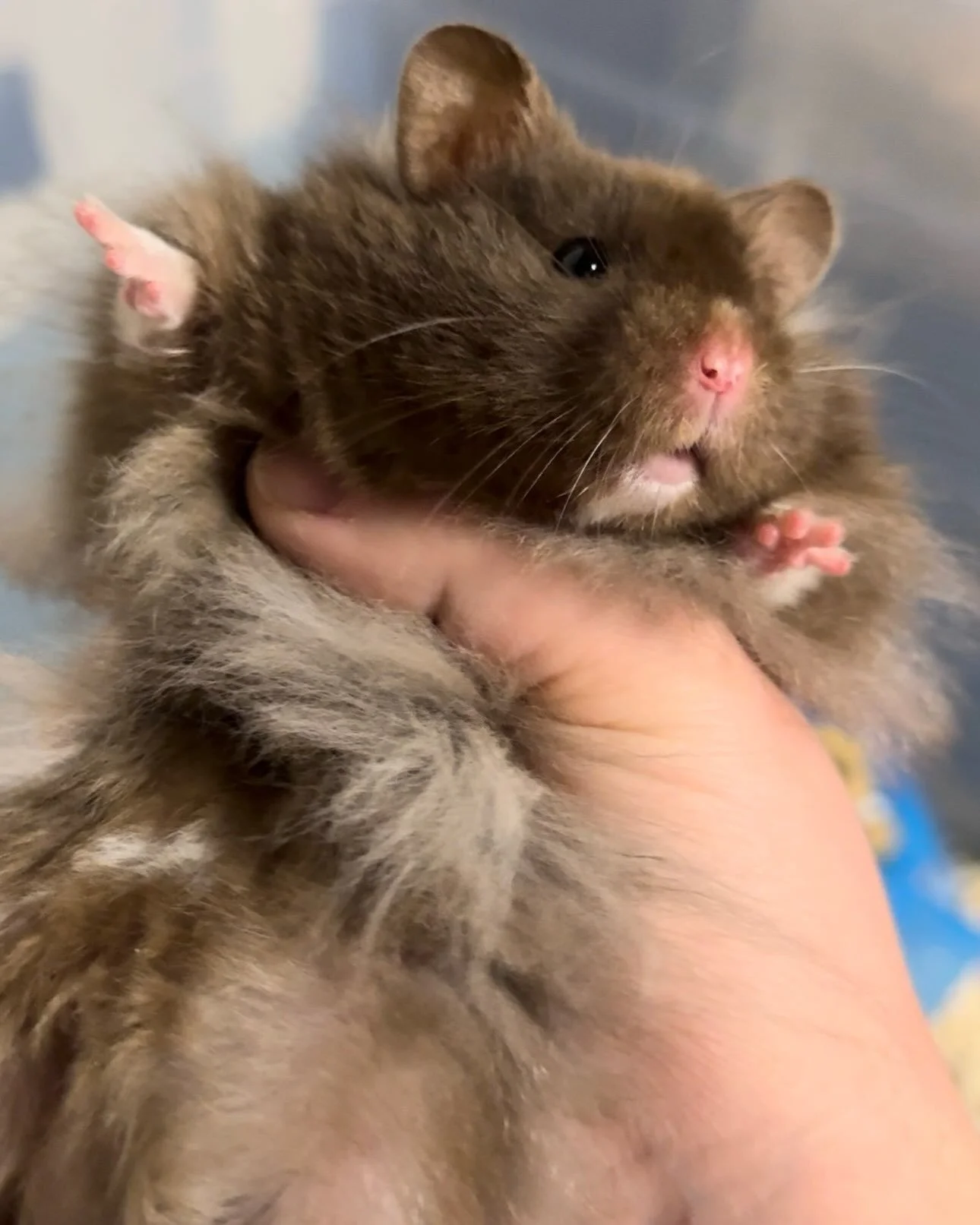 Huge throwback to Otho in his younger days&hellip; I might have a surprise to announce in the next few weeks that features Otho.  Stay tuned but put your best guesses in the comments!

🏷️ #fairygardenhamsters #hamsterbreeder #syrianhamster #pittsbur