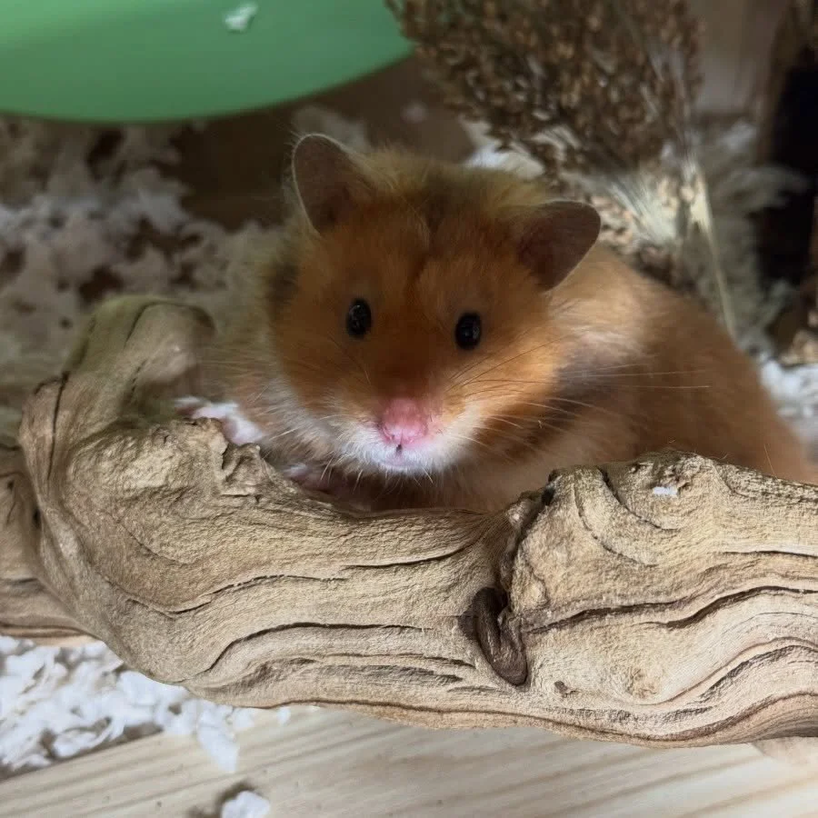 Sesshomaru has new digs tonight.  I&rsquo;m moving back to paper bedding for my hamsters (been finding tiny spiders in my aspen, and having a crisis with feeling like the aspen isn&rsquo;t &ldquo;clean&rdquo; enough after it&rsquo;s been in the enclo
