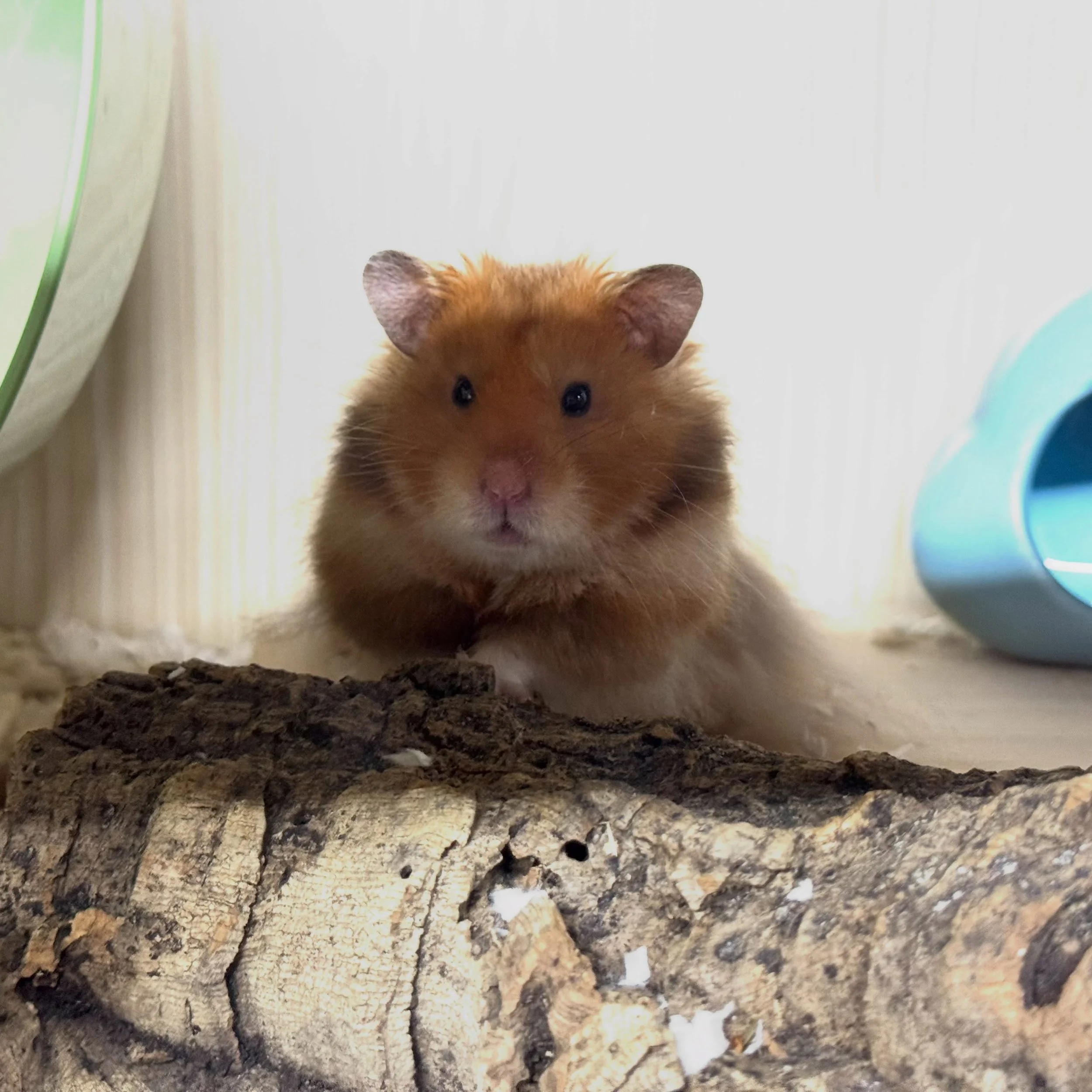 &ldquo;Not another Sesshomaru post!&rdquo;

Yes, another Sesshomaru post.  Behold my darling, yet again.  He&rsquo;s just too handsome and photogenic not to post him.  Look at him posing for the camera!

🏷️ #fairygardenhamsters #hamsterbreeder #syri