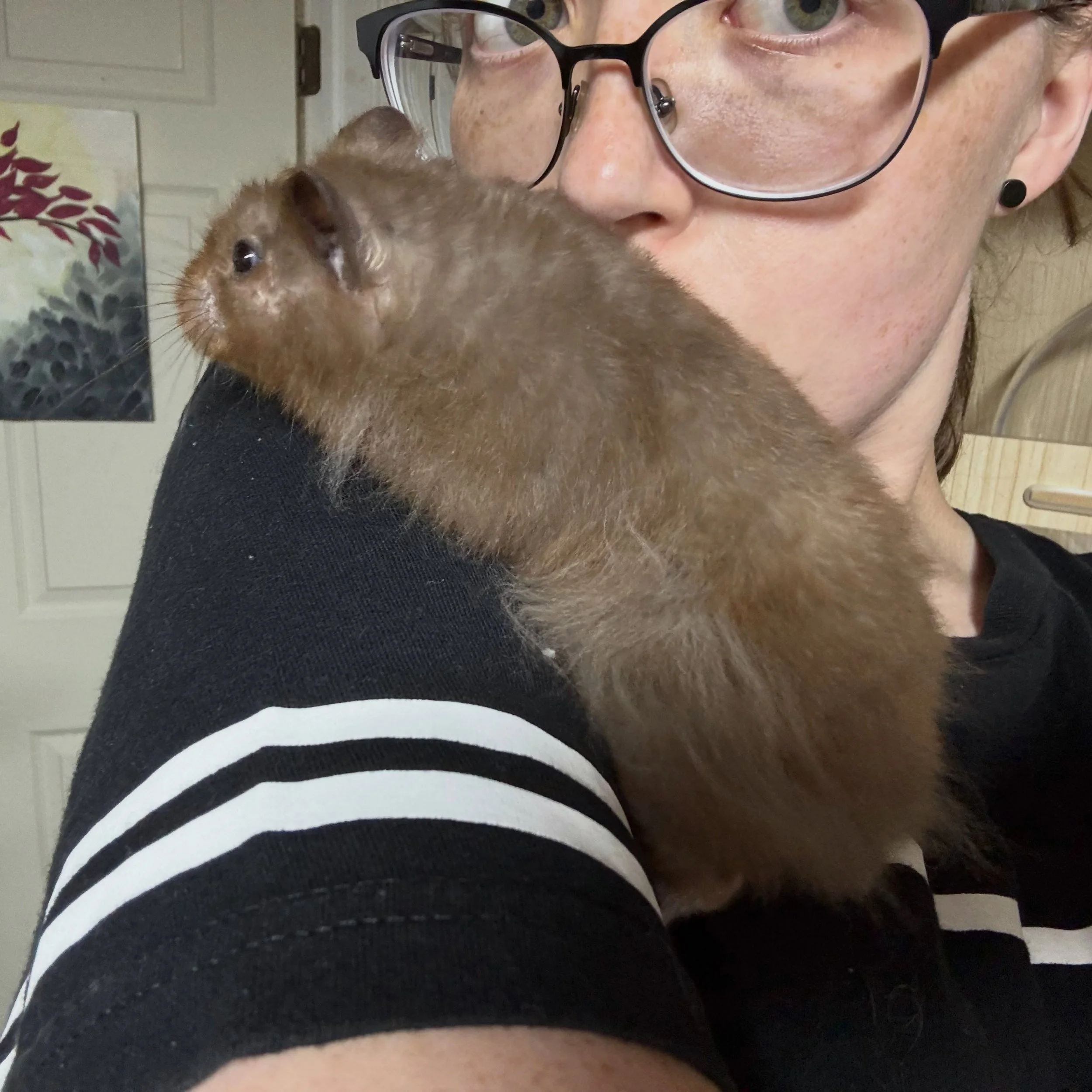 Otho&rsquo;s not as fuzzy as he&rsquo;s getting older, but he&rsquo;s still super cute! He&rsquo;s very go go even as an old man ham, so half the photos I get of him are blurred lol

Still no dice on my &ldquo;surprise&rdquo; but I&rsquo;m still tryi