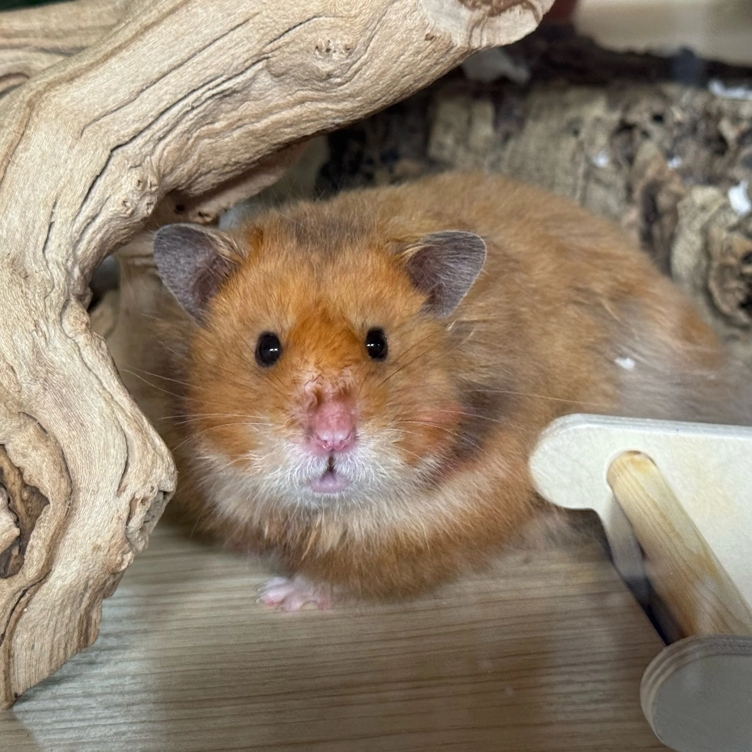 Sesshomaru and the rest of the InuYasha litter are 1 today! Wishing the biggest Happy Birthday to everyone 💕

🏷️ #fairygardenhamsters #hamsterbreeder #syrianhamster #pittsburgh #pennsylvania