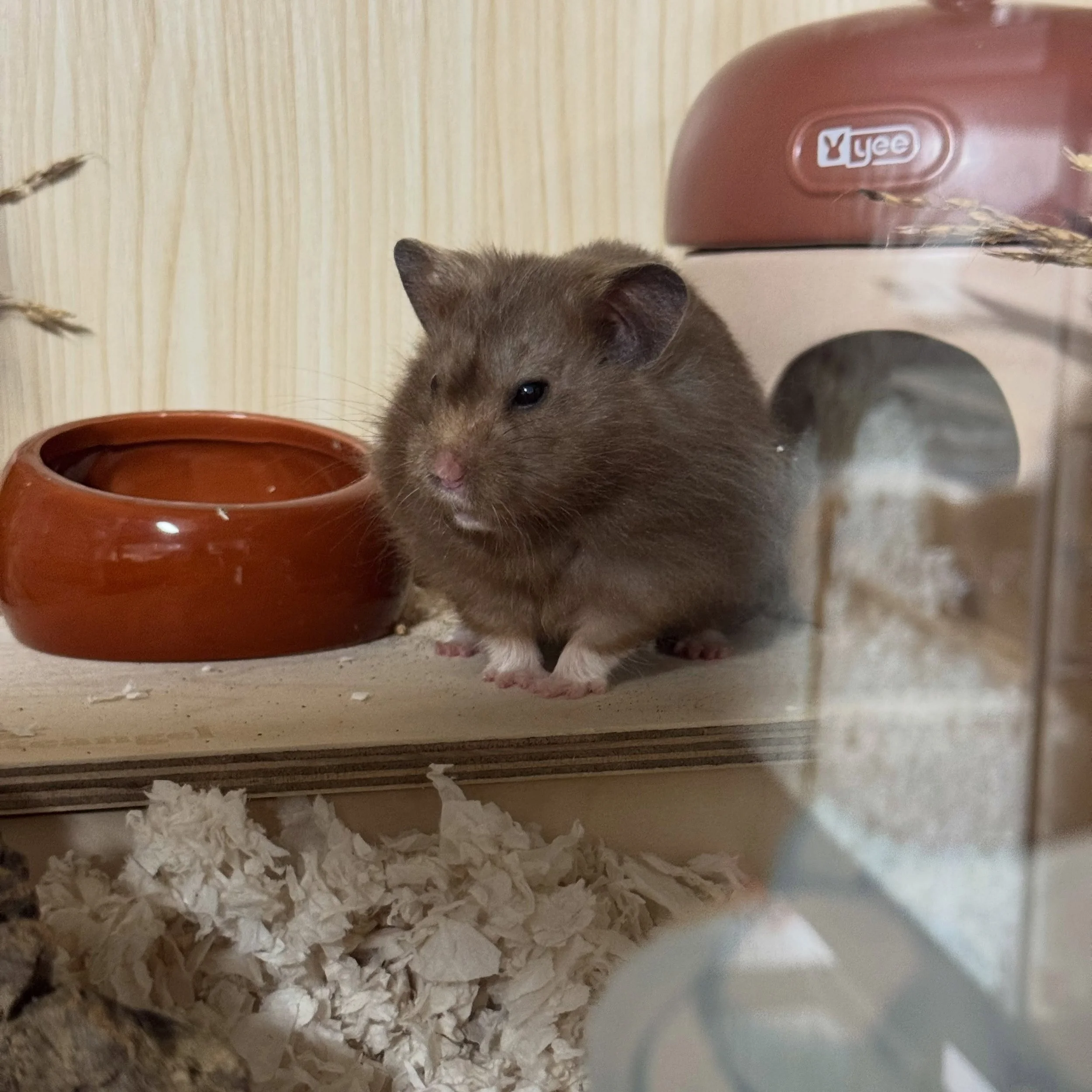 Otho&rsquo;s done so much burrowing that he tired himself out, and Sesshomaru looks like I put him in prison (he is not stuck, he&rsquo;s just a little dumb in the best way).

🏷️ #fairygardenhamsters #hamsterbreeder #syrianhamster #pittsburgh #penns