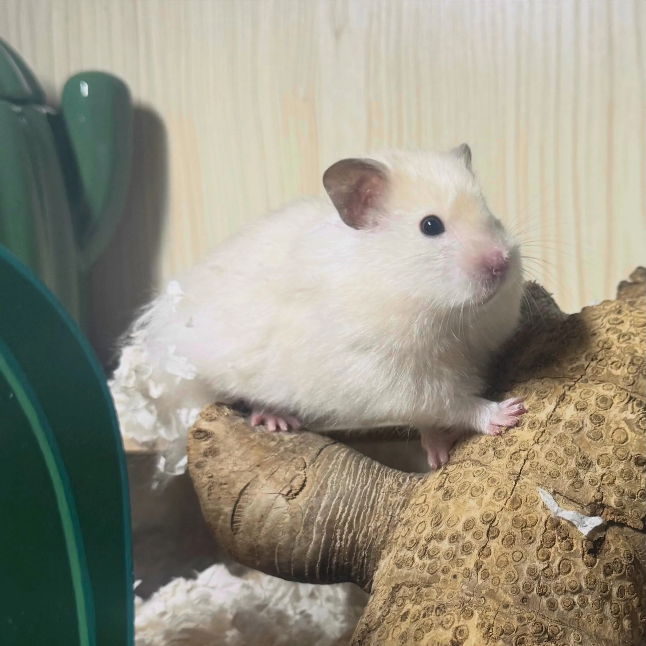 Asta is loving his new digs.  Like everyone else, I&rsquo;m seeing so many more burrowing behaviors from him with the paper bedding.  They burrowed with the aspen to an extent, but nothing like this.  Sprays and floral mix are currently freezing, but
