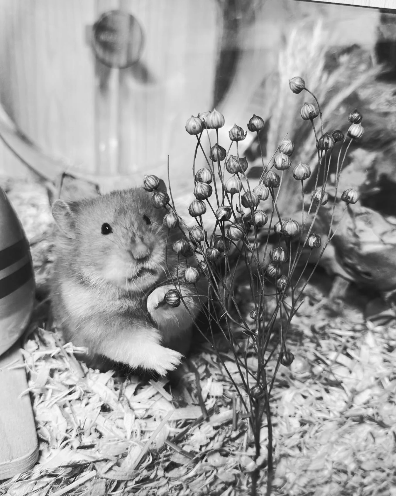 Goodbye Charlie 💔🕊️ fly high, sweet girl.

This one hurts a lot.  Charlie went downhill very fast and as much as I would have loved to keep fighting for her and giving her meds, all the fight had left her.  I&rsquo;ll keep them going if they seem l