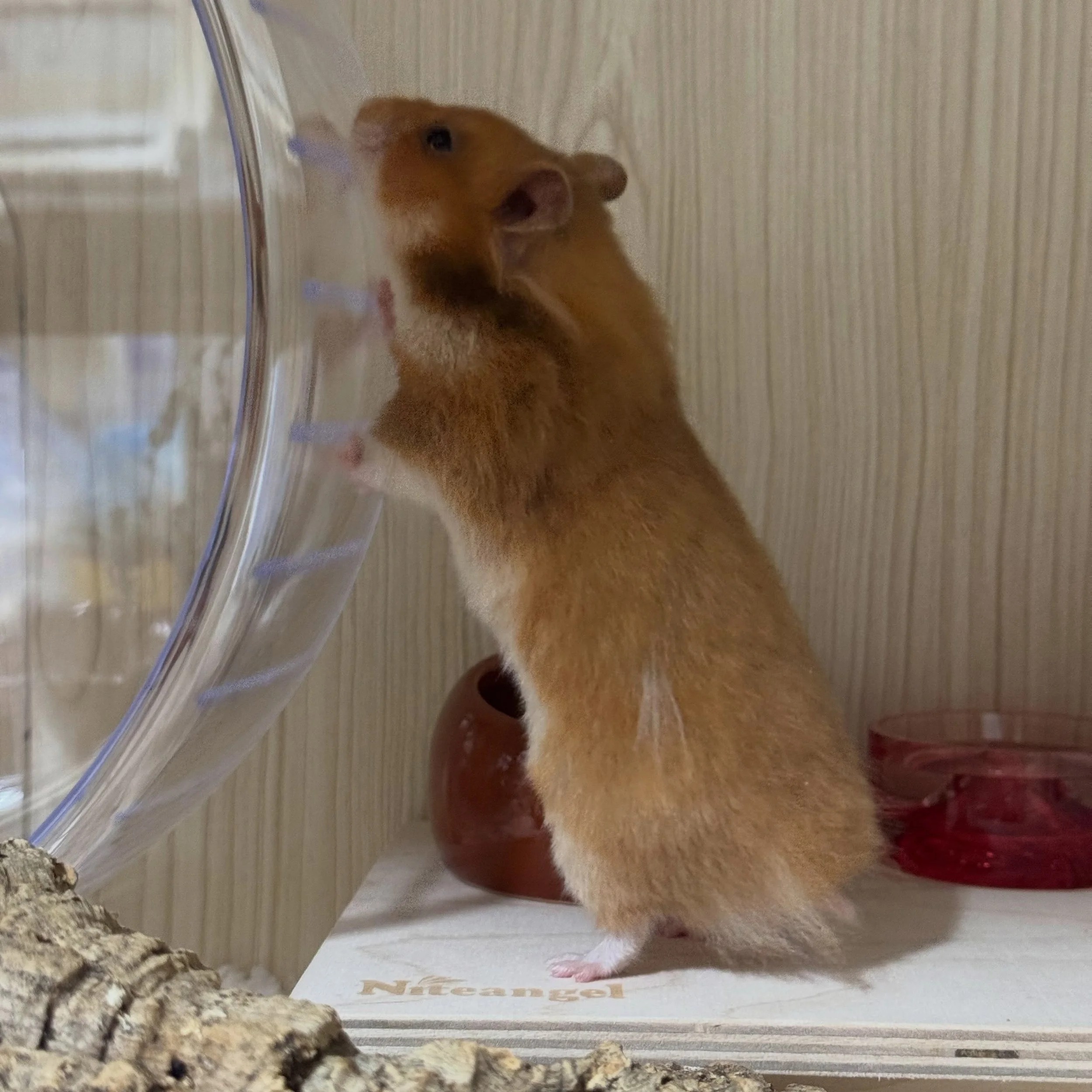 Alice has really been enjoying tearing up her enclosure.  She&rsquo;s got PILES of bedding she unpacked during her burrowing escapades.

But I have a more important message than that today - @undergroundsqueaks is a local small animal rescue and they